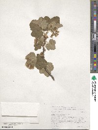 Ribes viscosissimum var. viscosissimum image