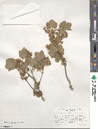 Ribes viscosissimum var. viscosissimum image
