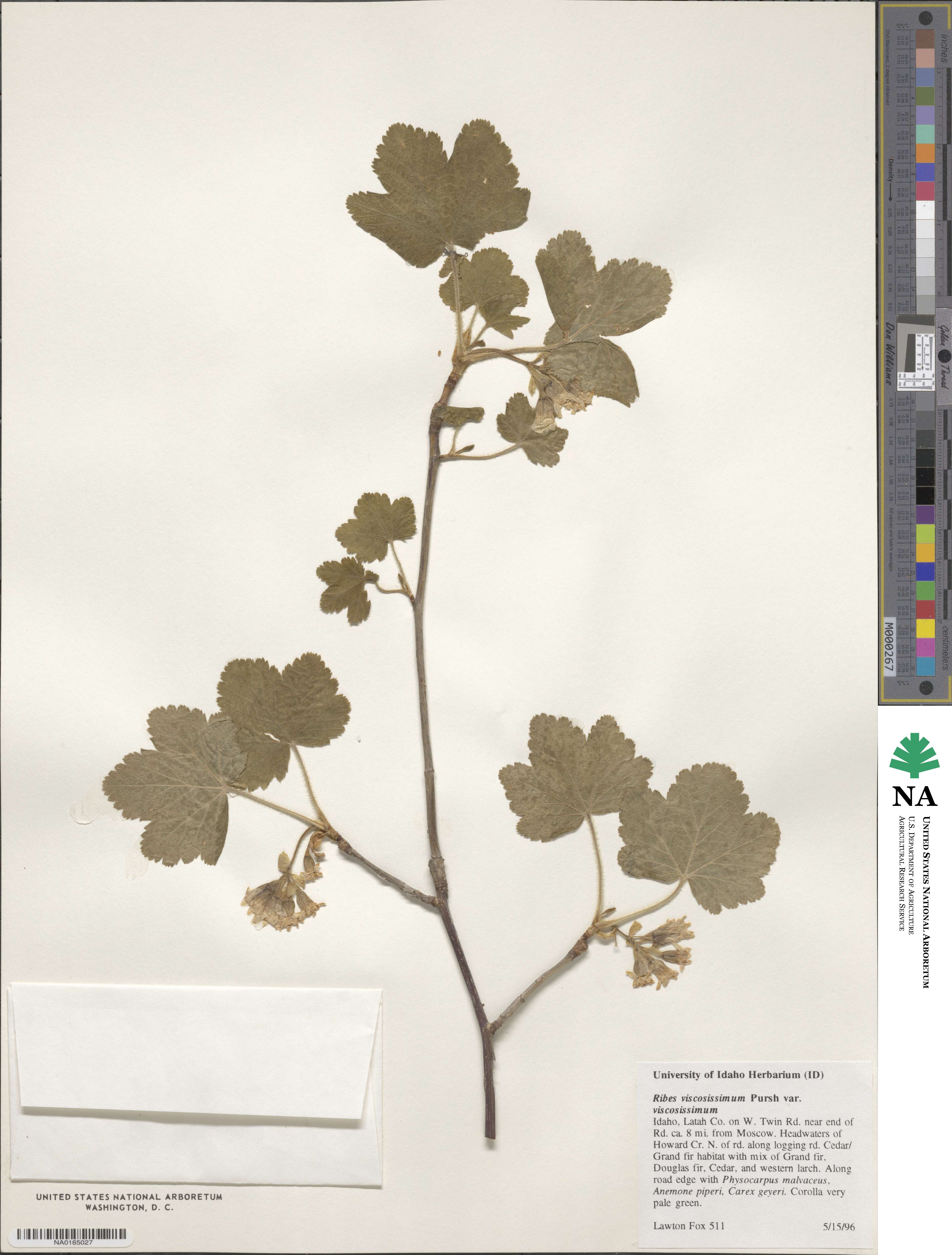 Ribes viscosissimum image