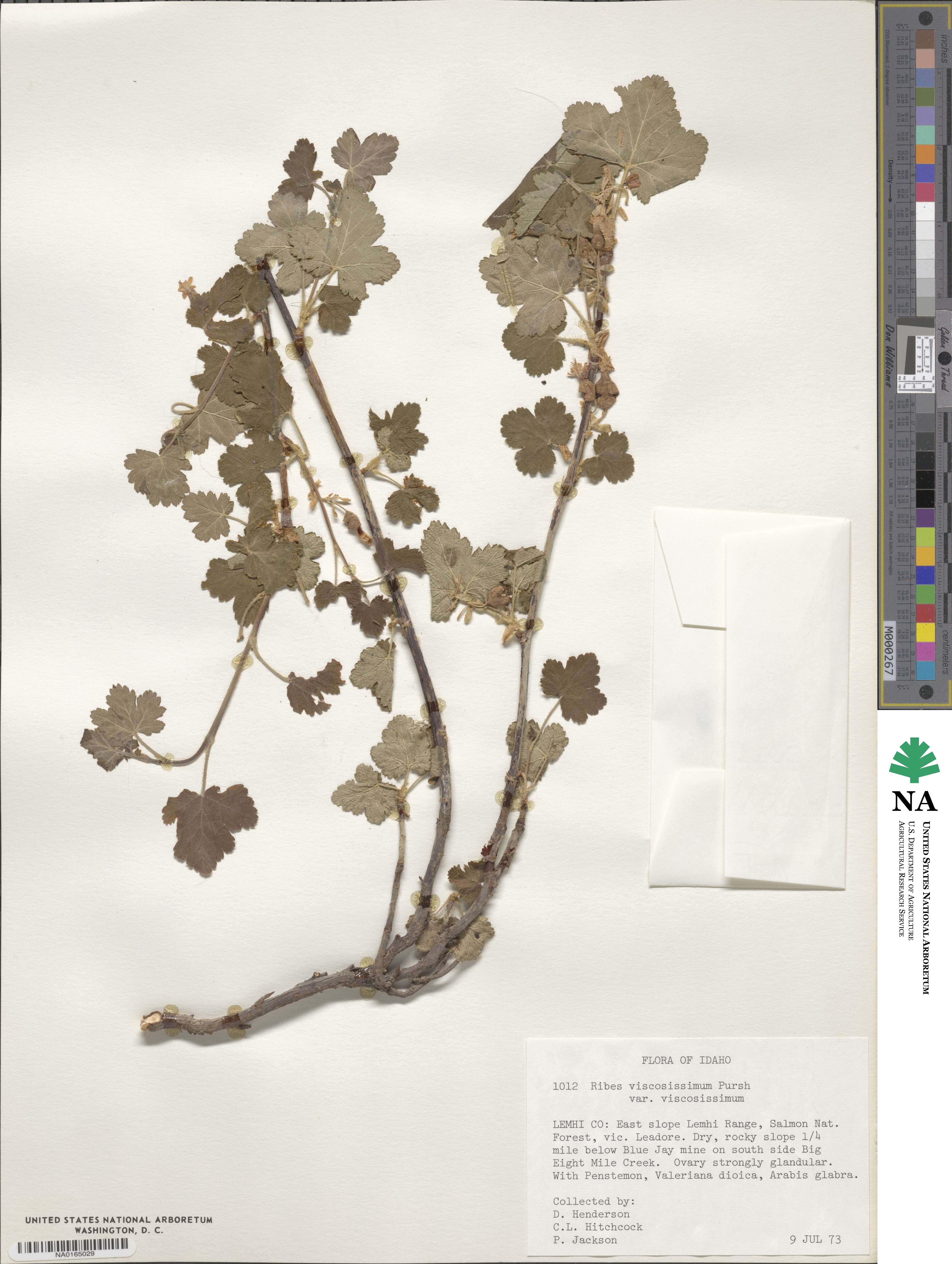 Ribes viscosissimum image