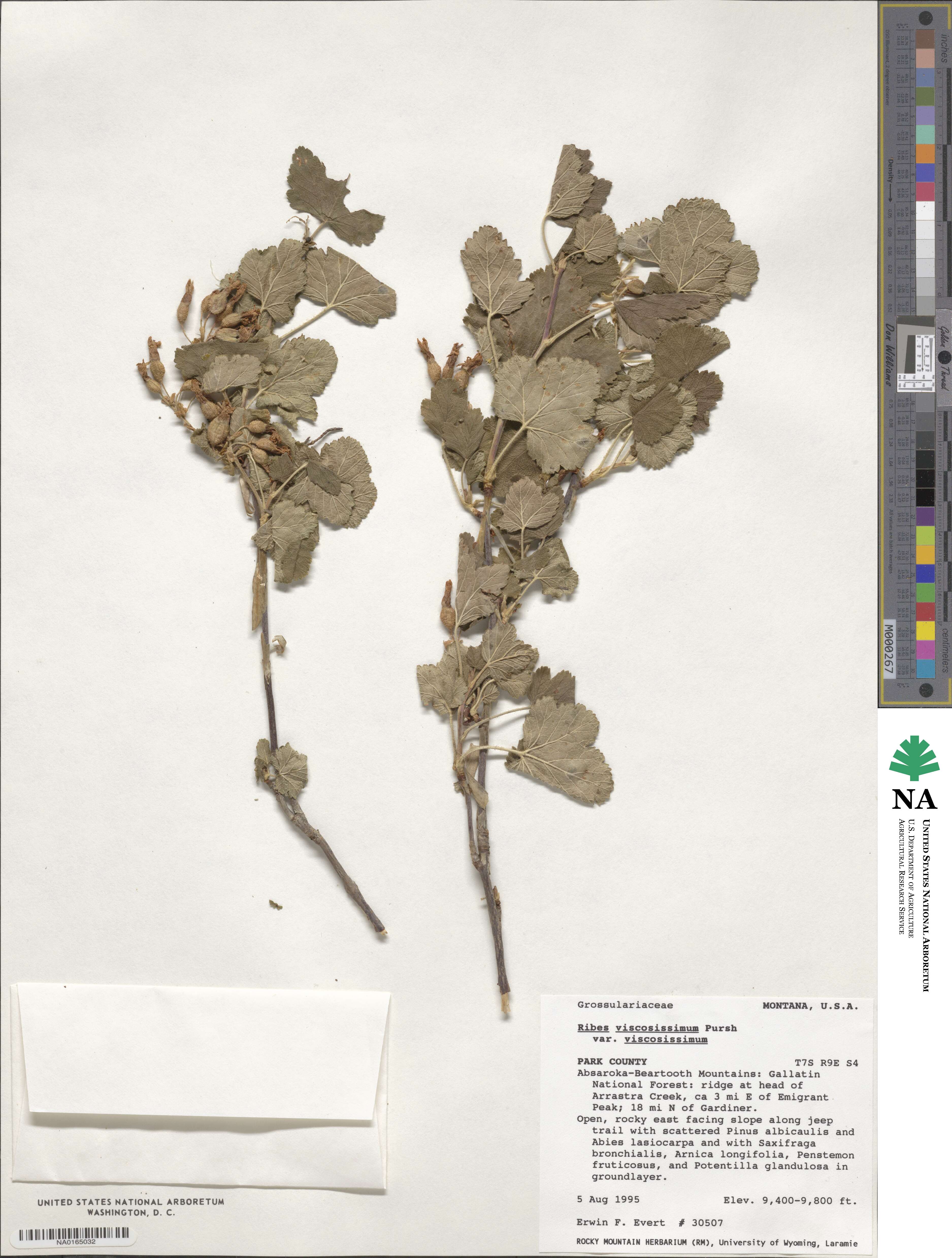 Ribes viscosissimum var. viscosissimum image