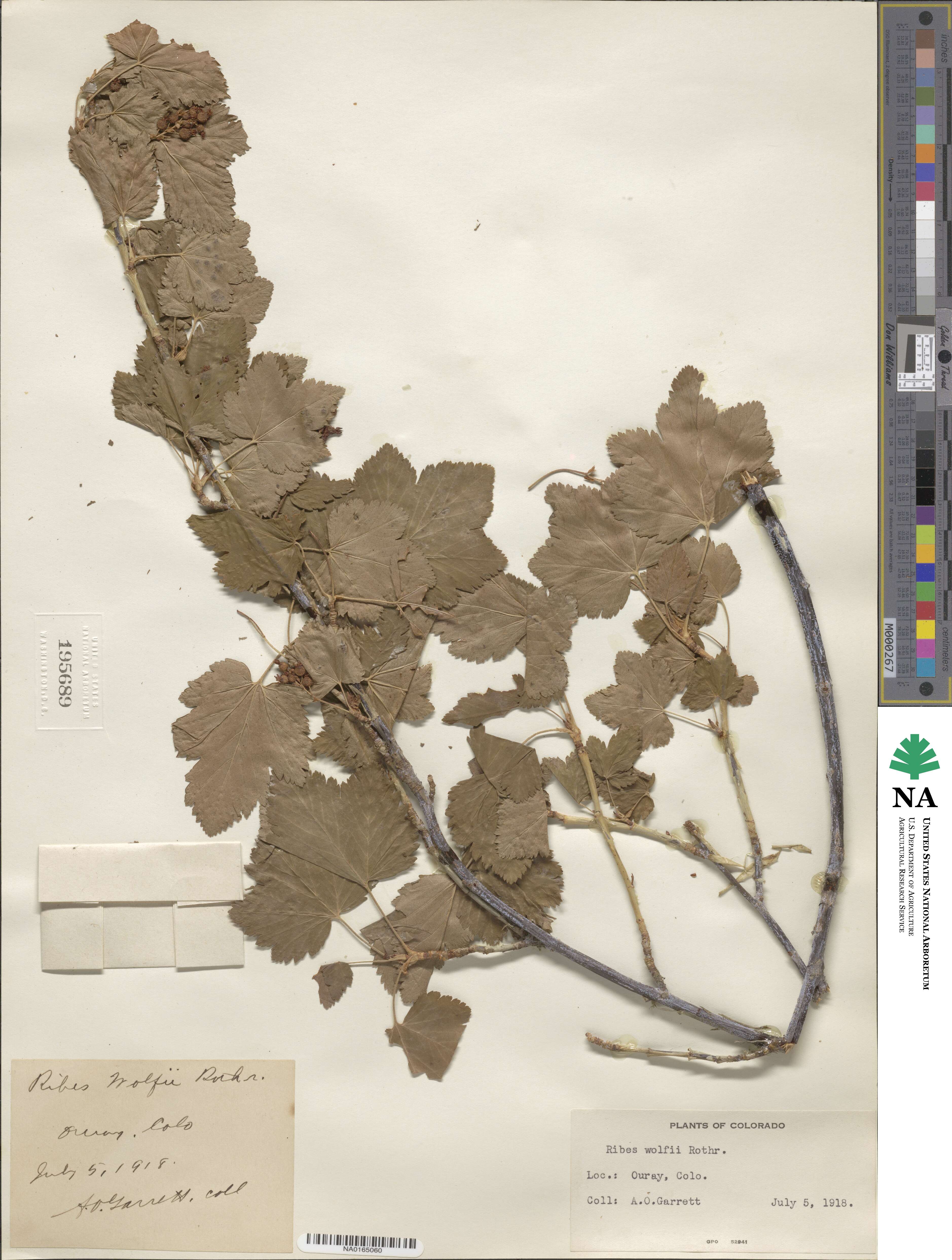 Ribes wolfii image
