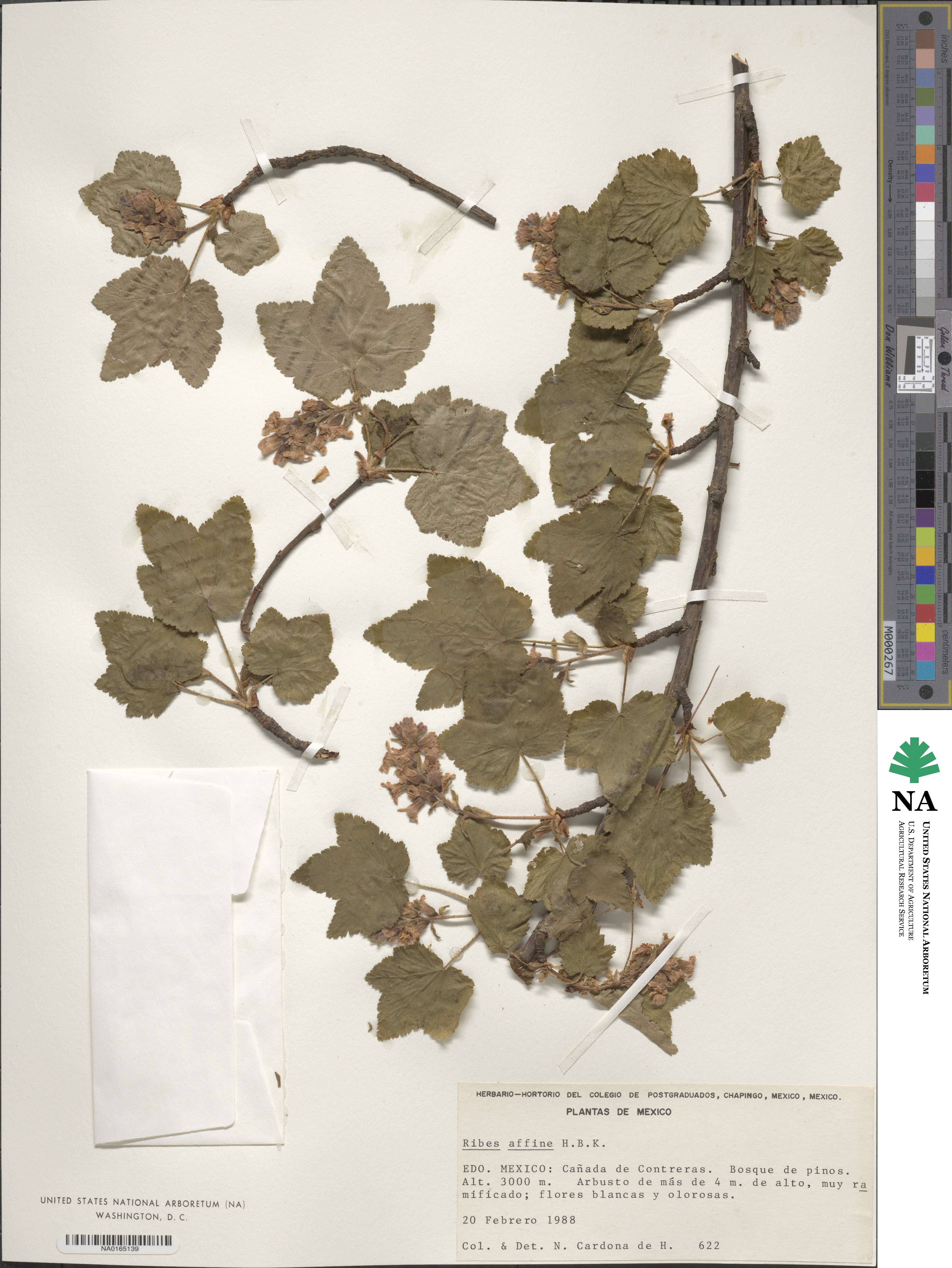 Ribes affine image