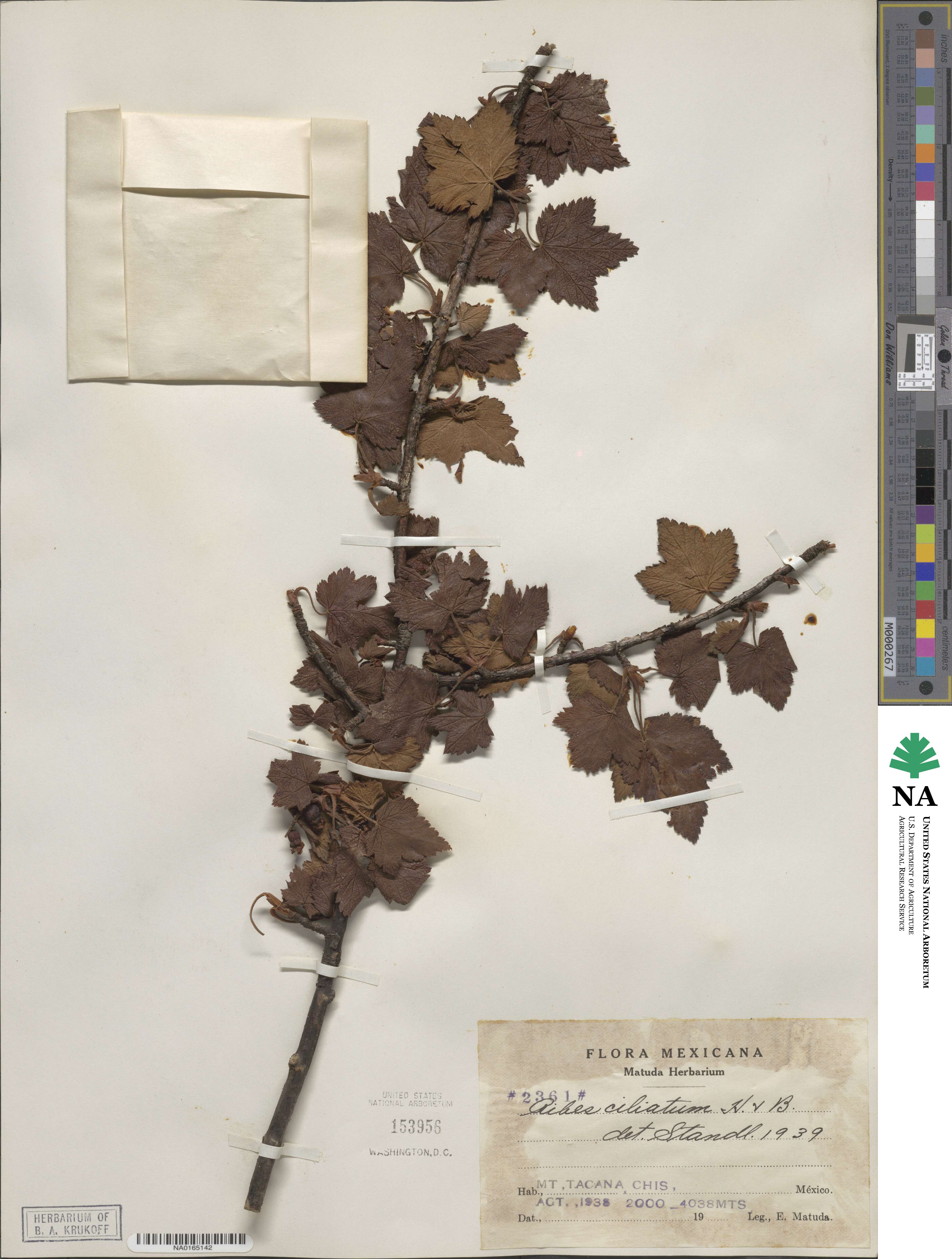 Ribes ciliatum image