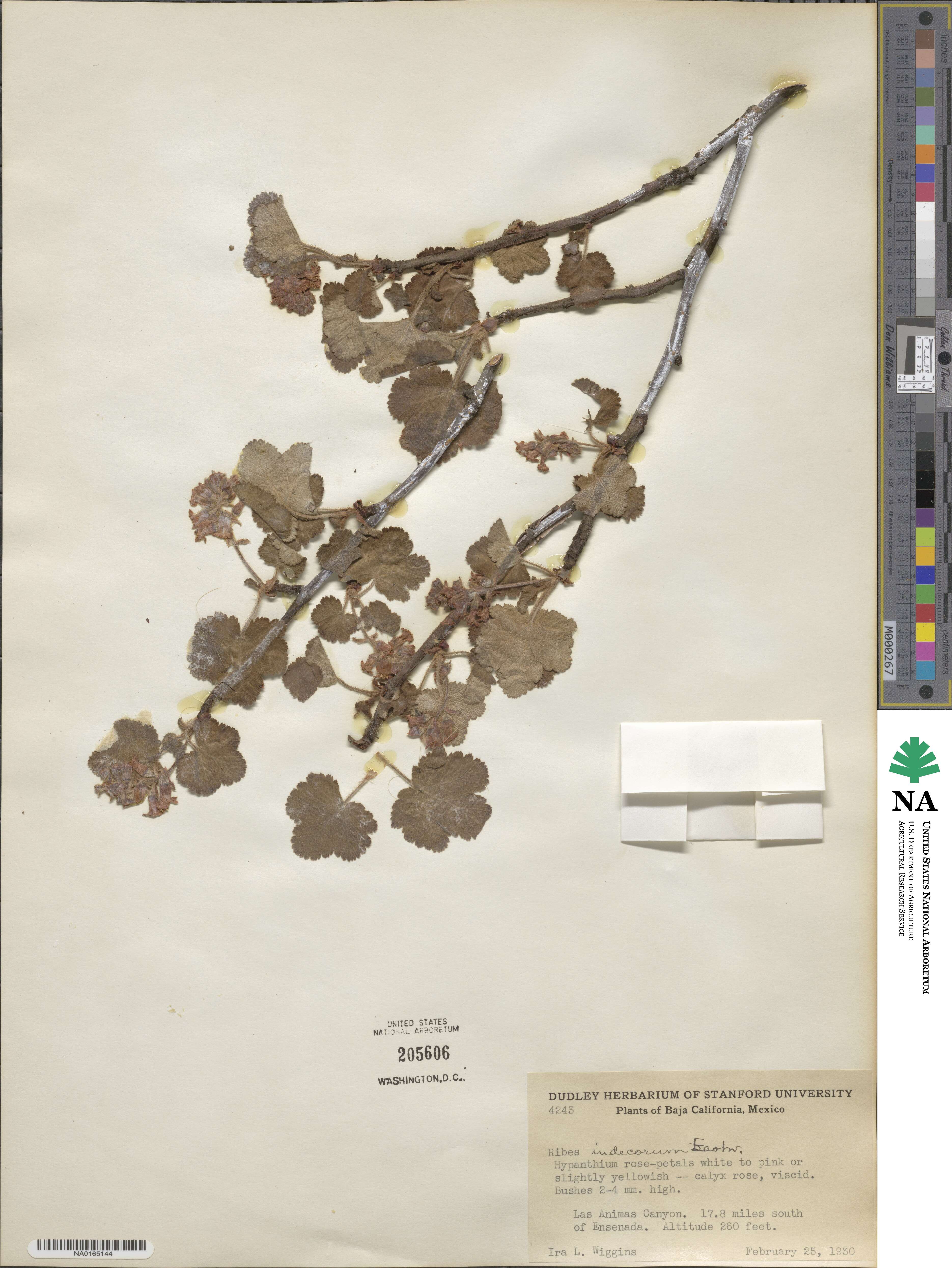 Ribes indecorum image