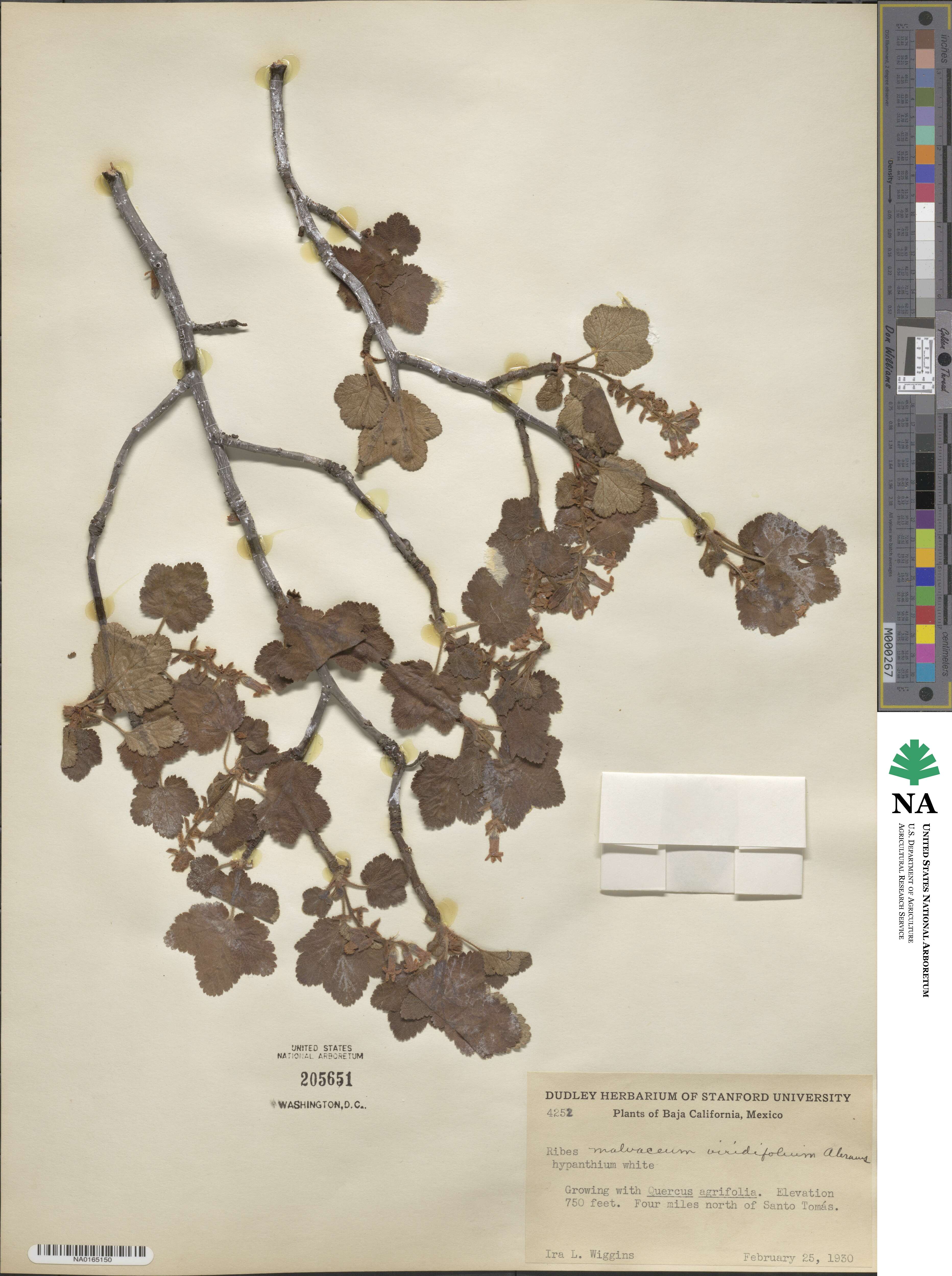 Ribes malvaceum var. viridifolium image