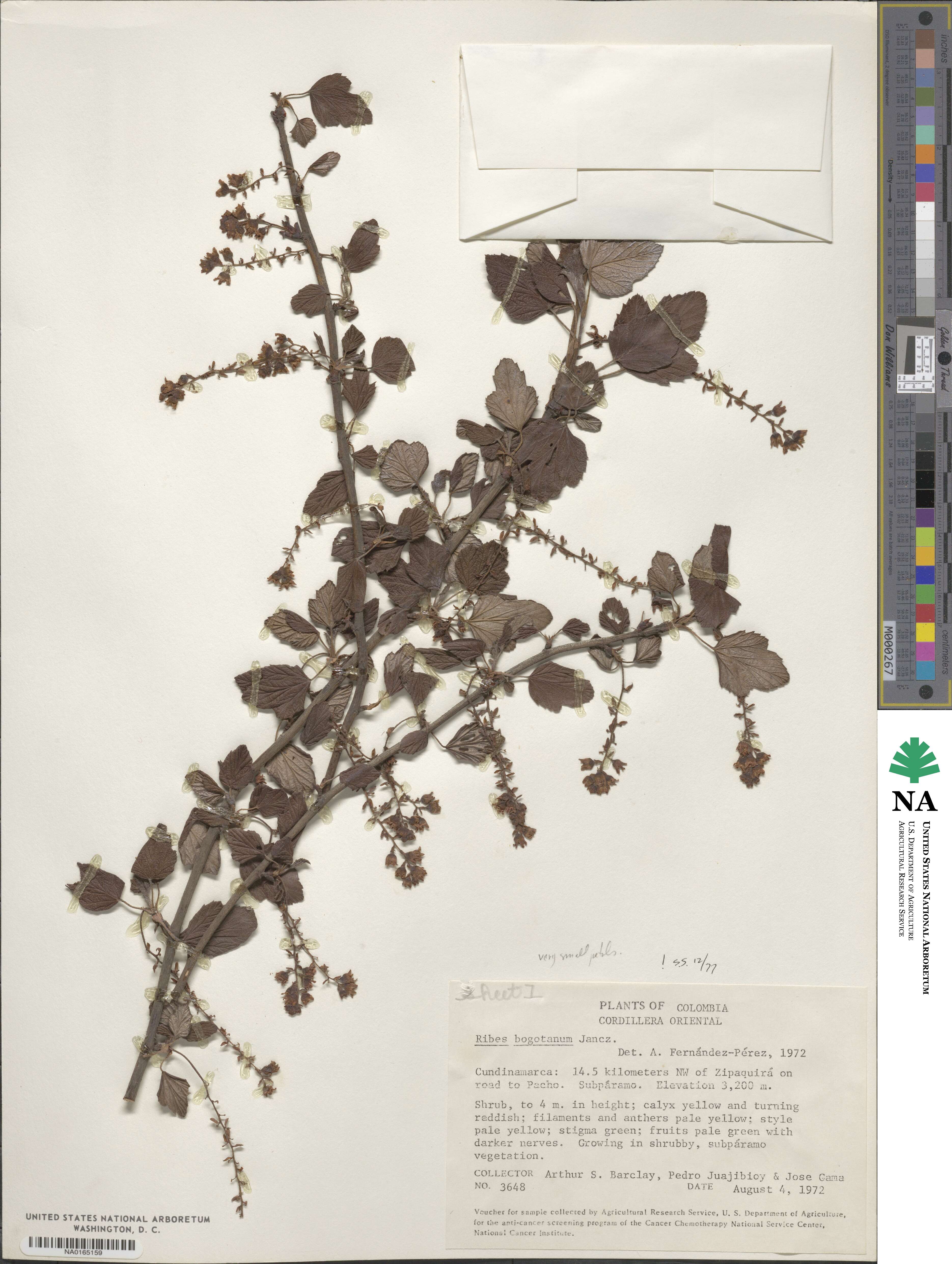 Ribes bogotanum image