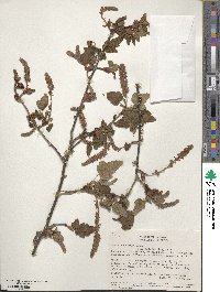 Ribes bogotanum image
