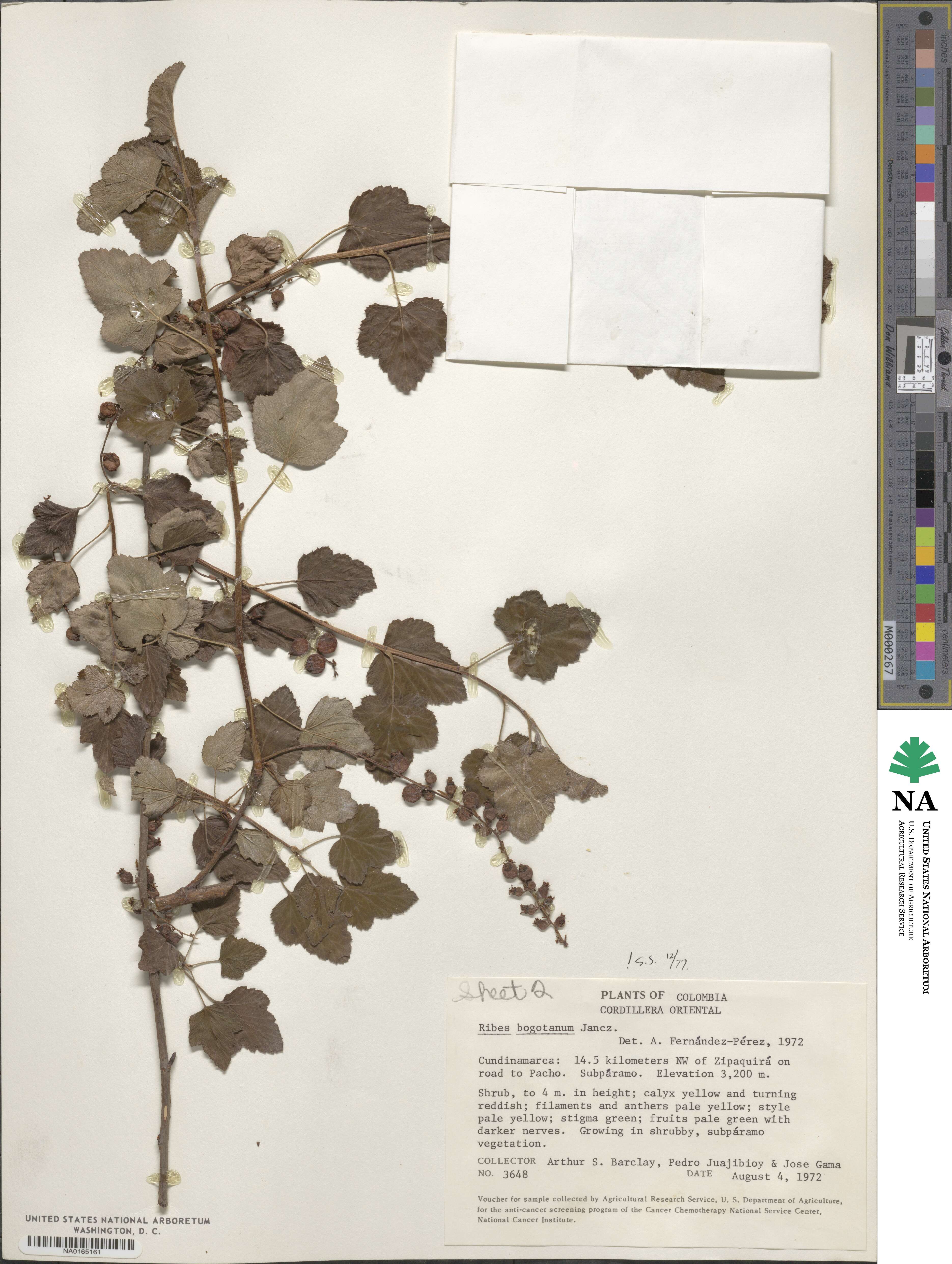 Ribes bogotanum image