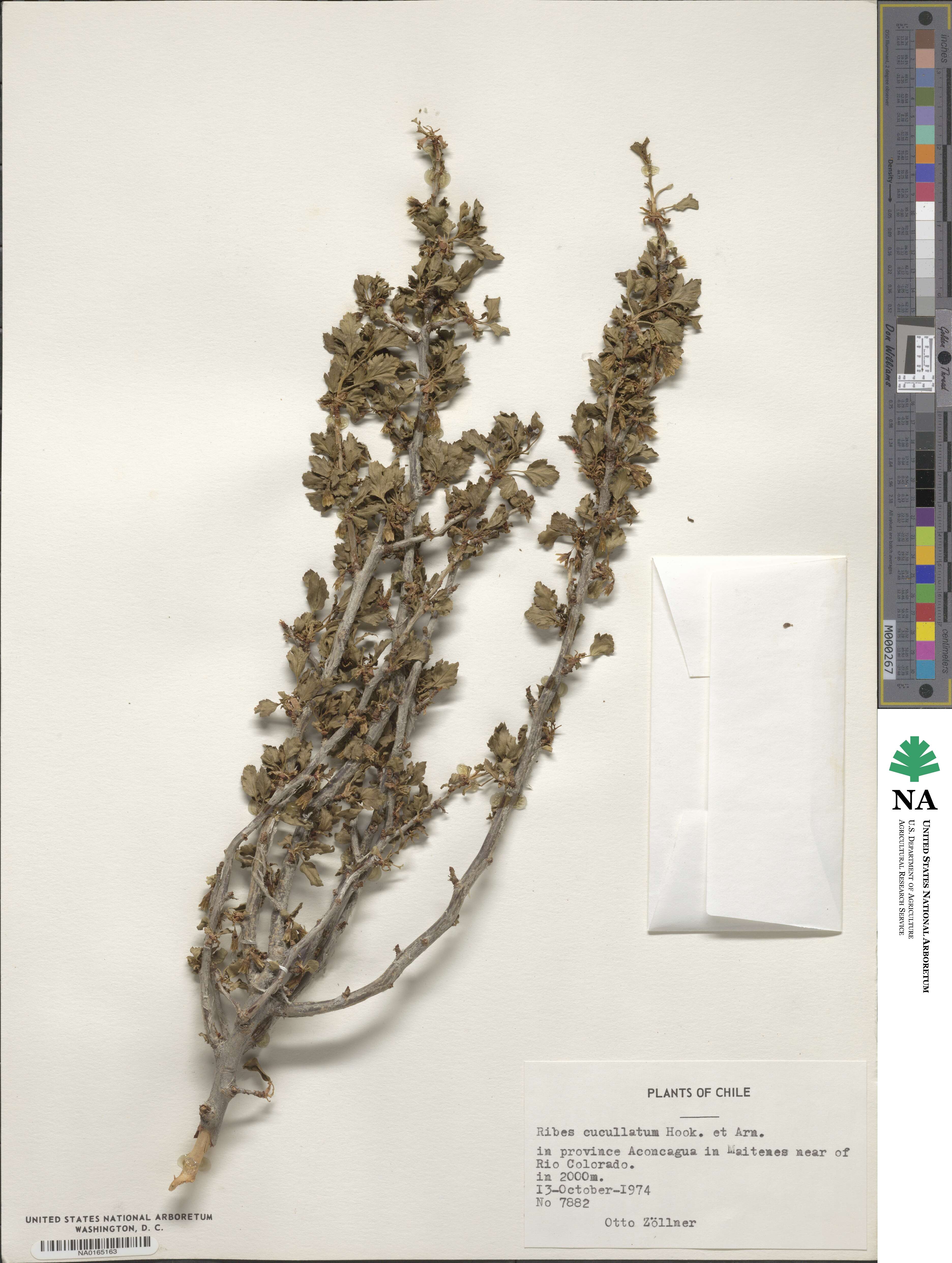 Ribes cucullatum image