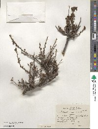 Ribes cucullatum image
