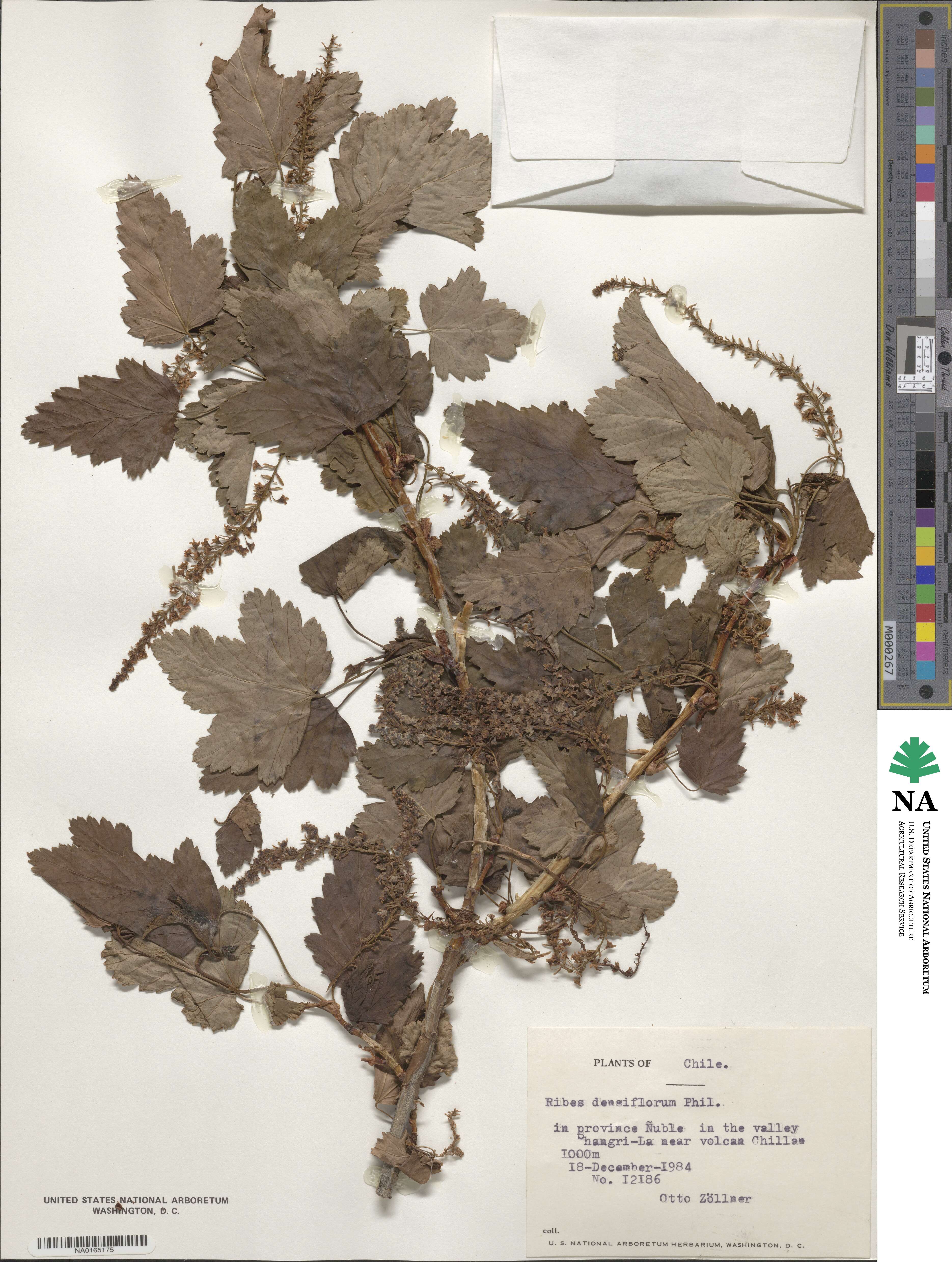 Ribes densiflorum image