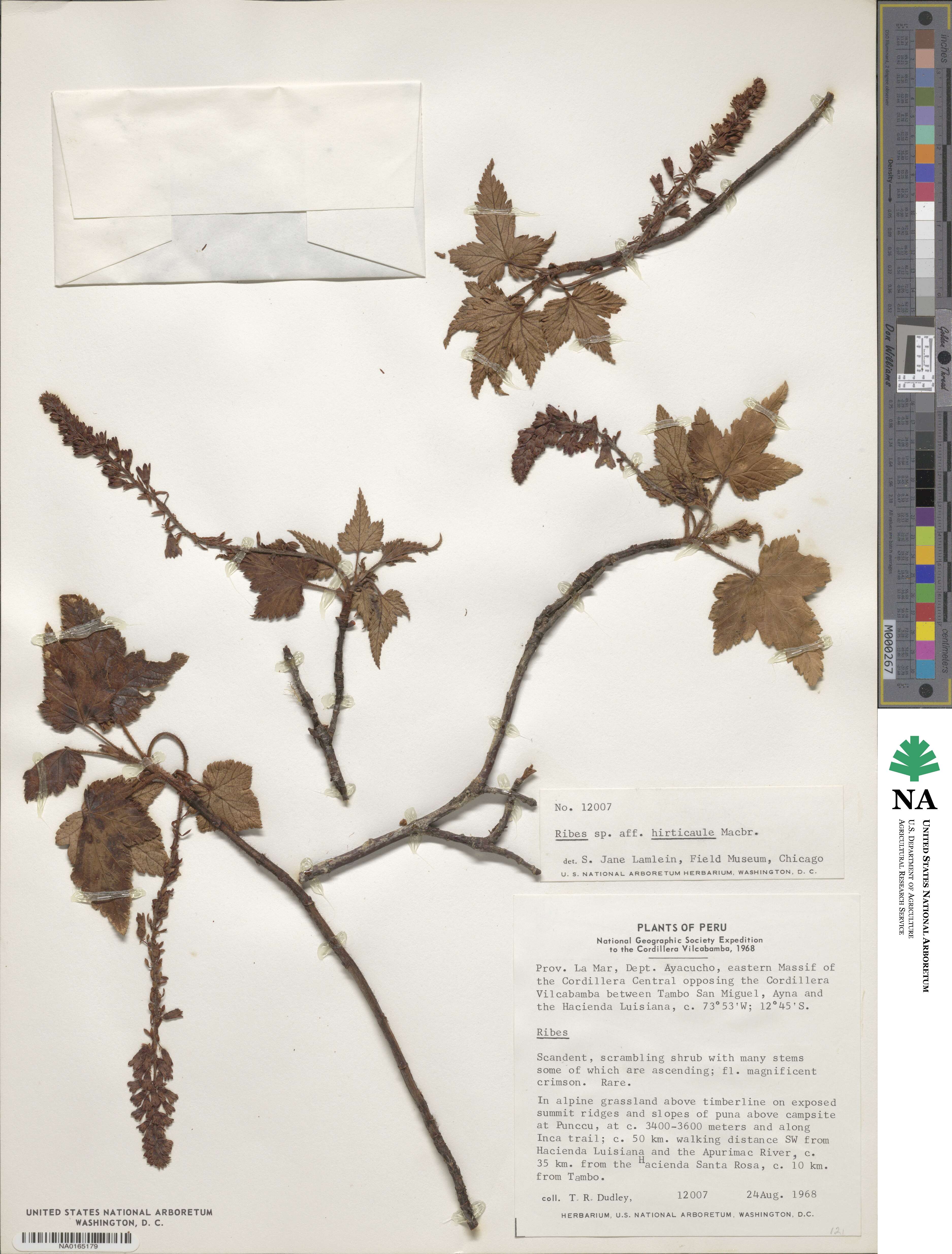 Ribes hirticaule image