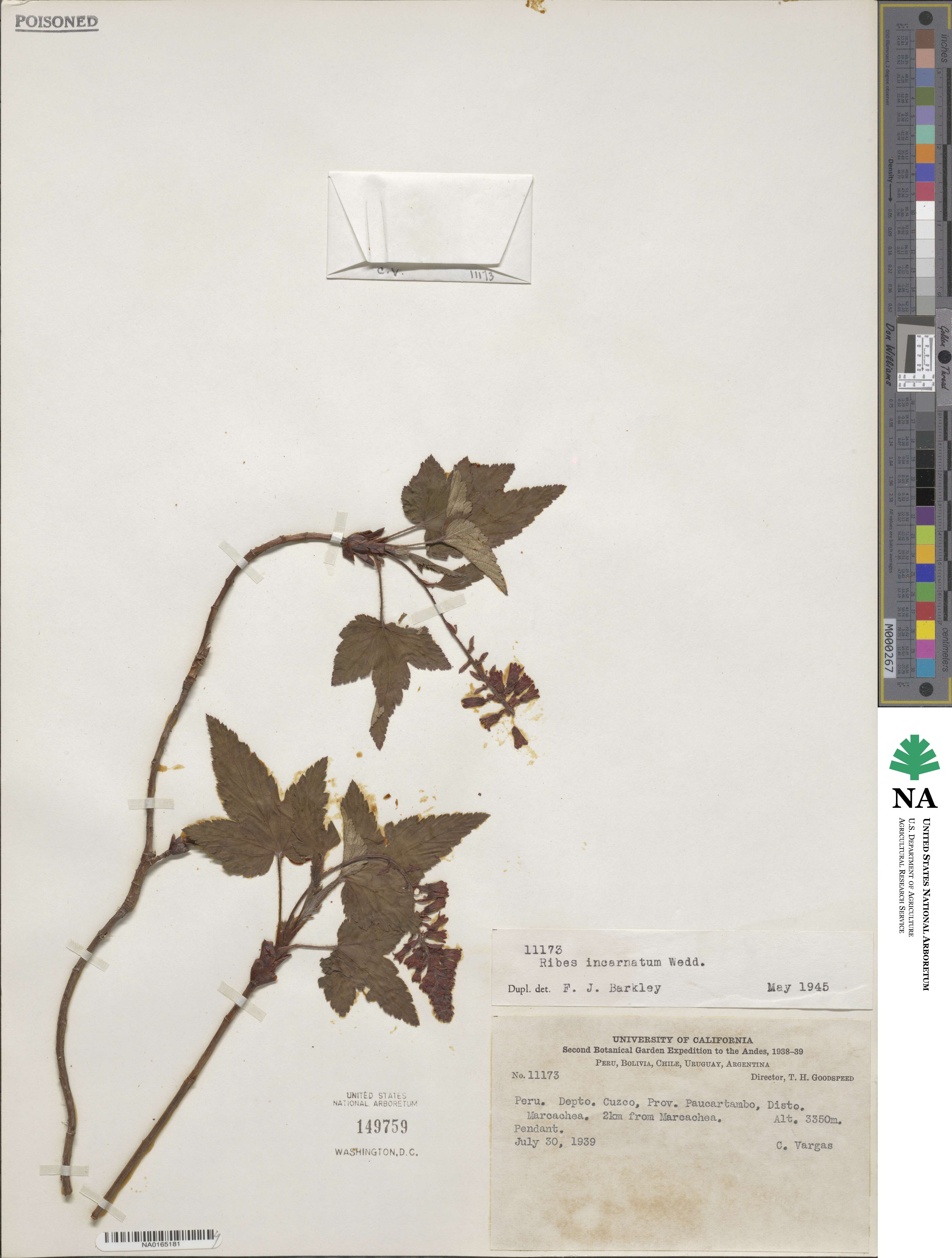 Ribes incarnatum image