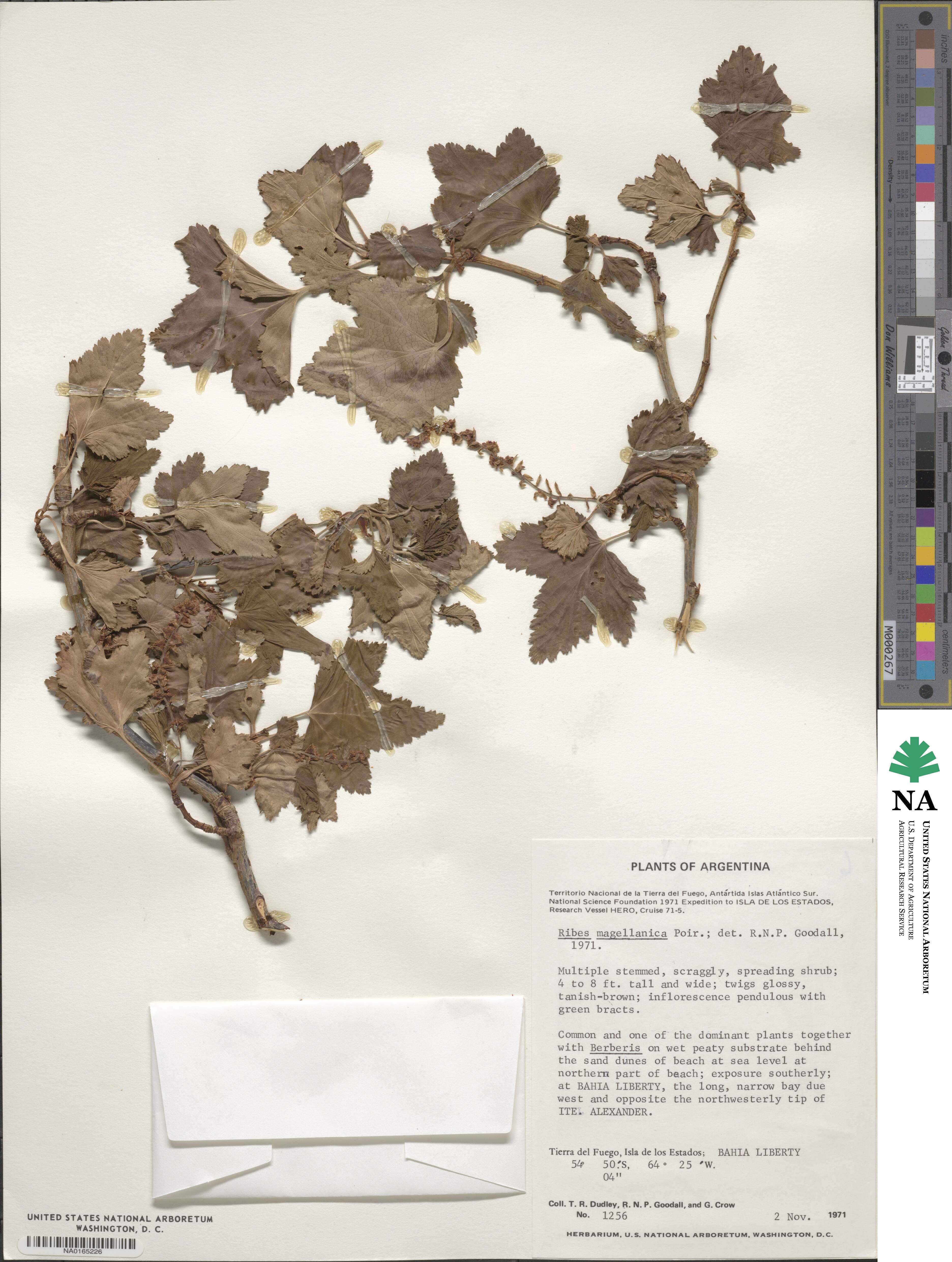 Ribes magellanicum image