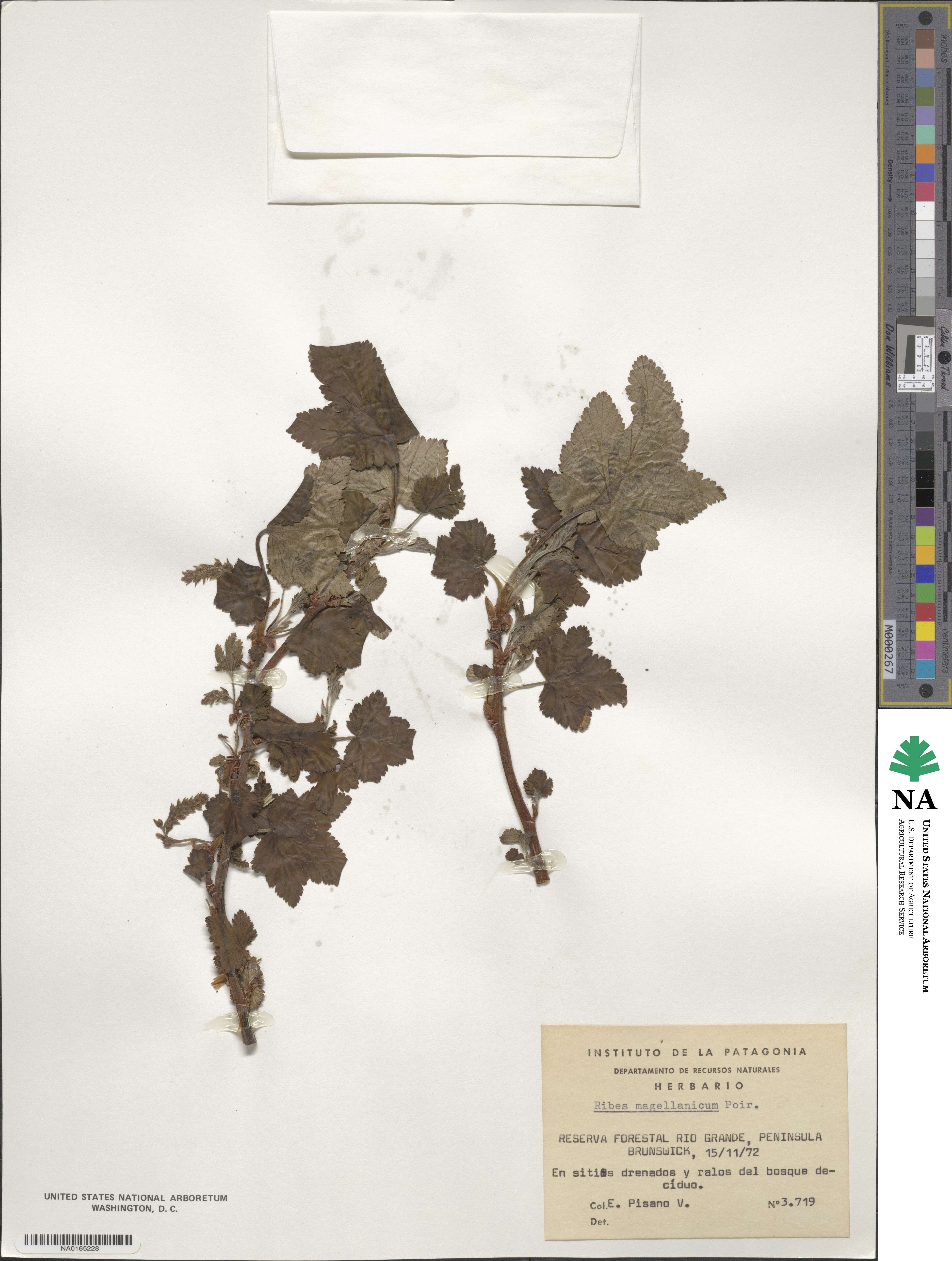 Ribes magellanicum image