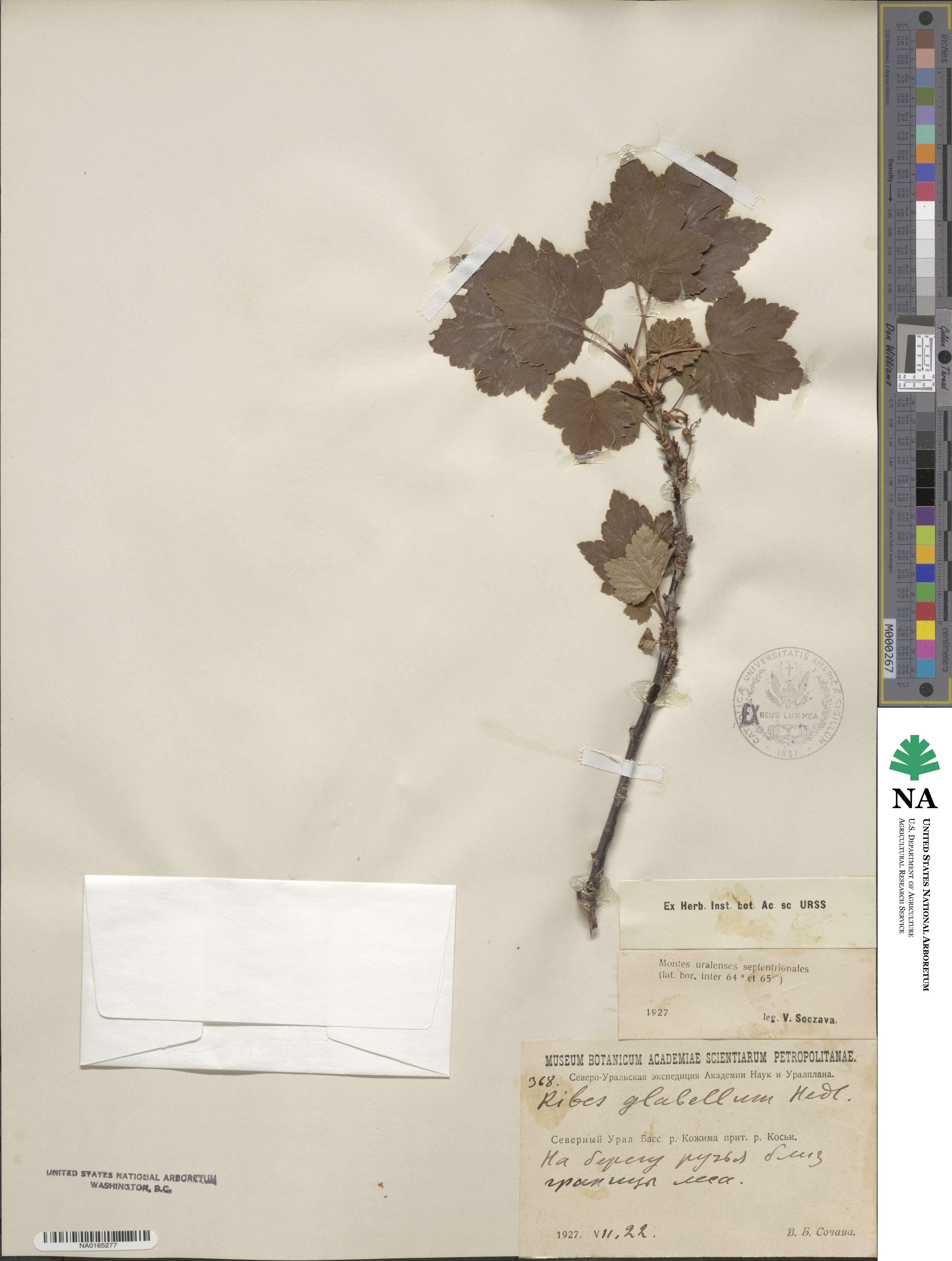 Ribes spicatum subsp. lapponicum image