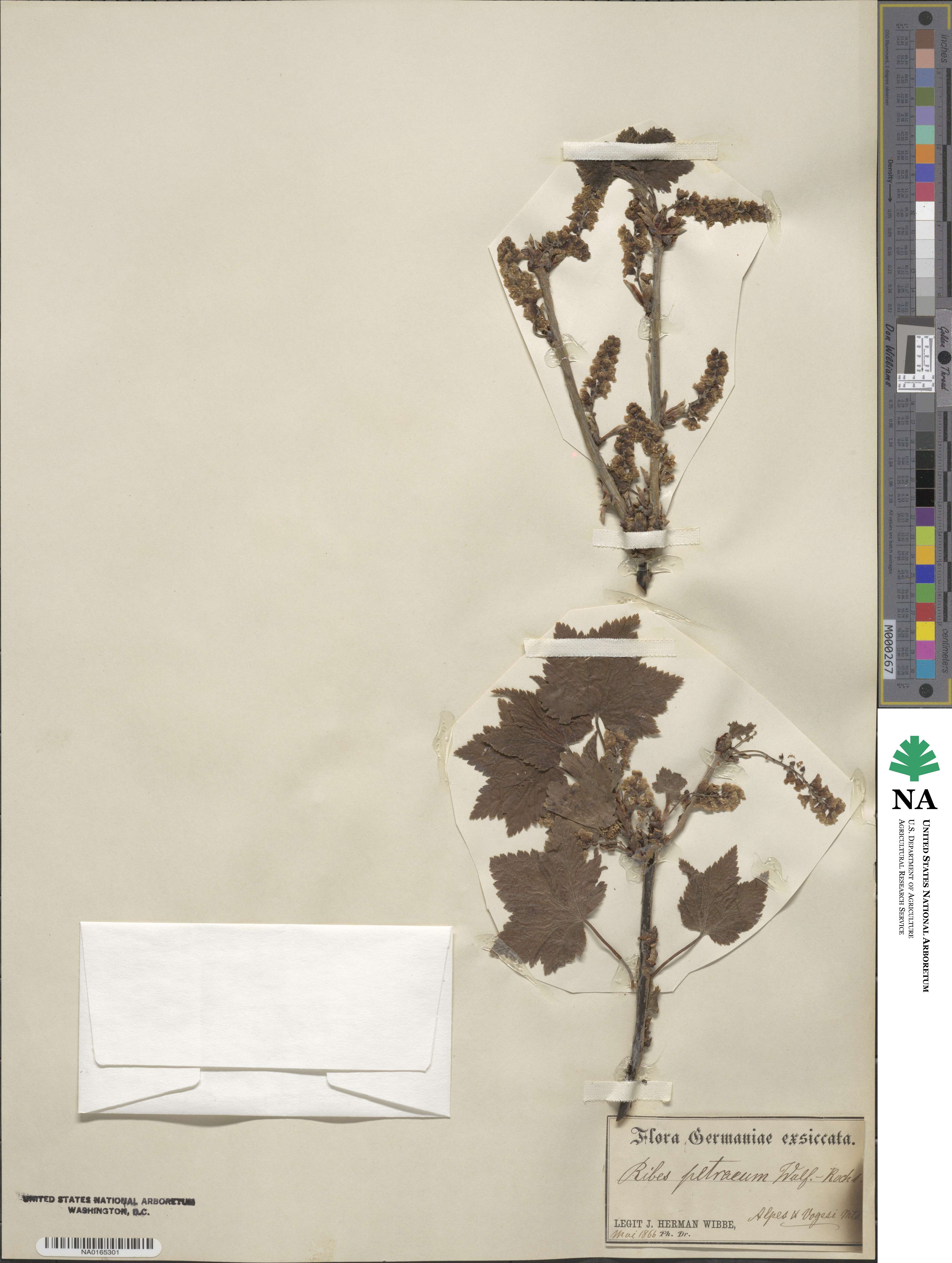 Ribes petraeum image