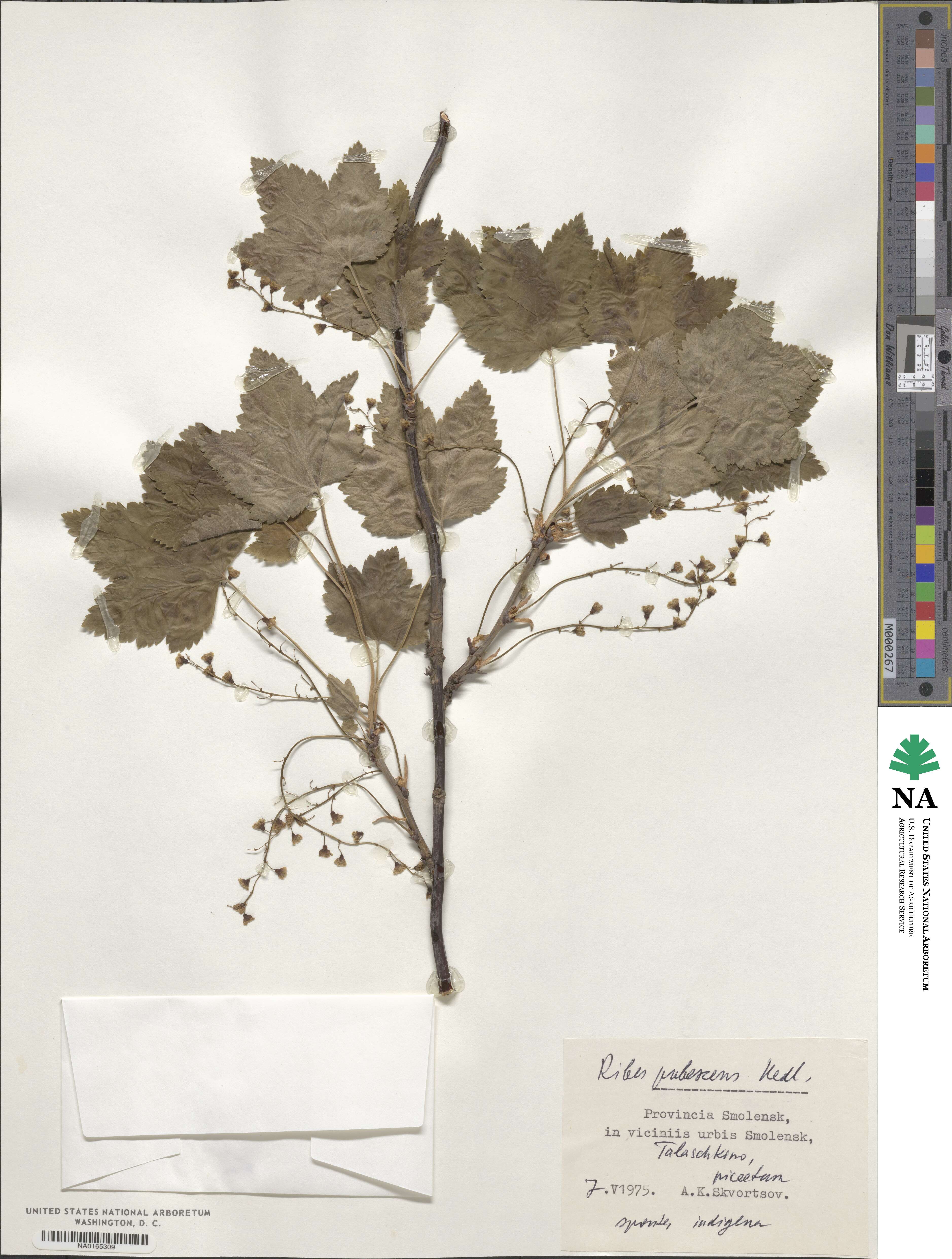 Ribes spicatum subsp. spicatum image