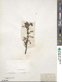 Ribes rubrum image