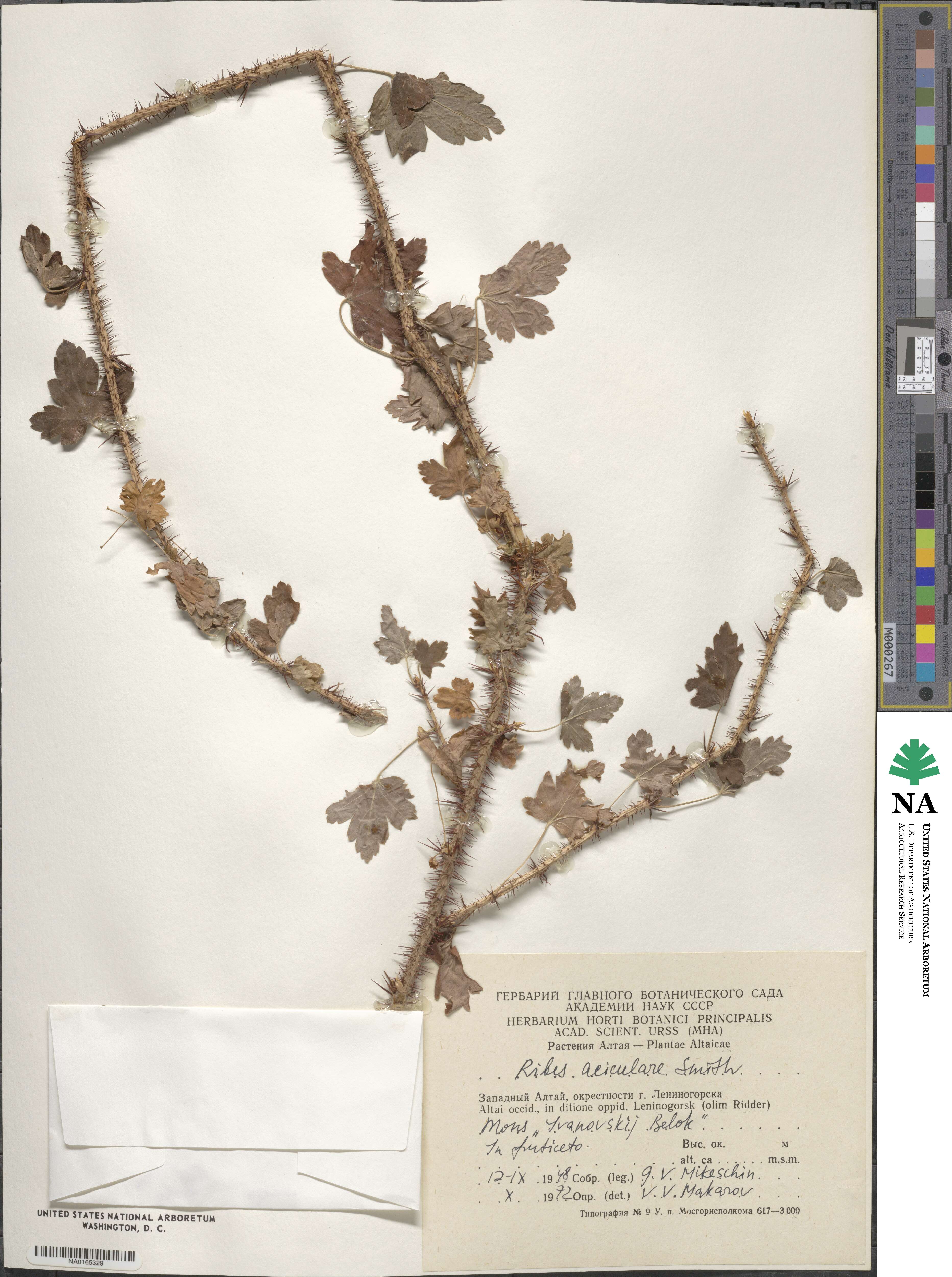 Ribes aciculare image