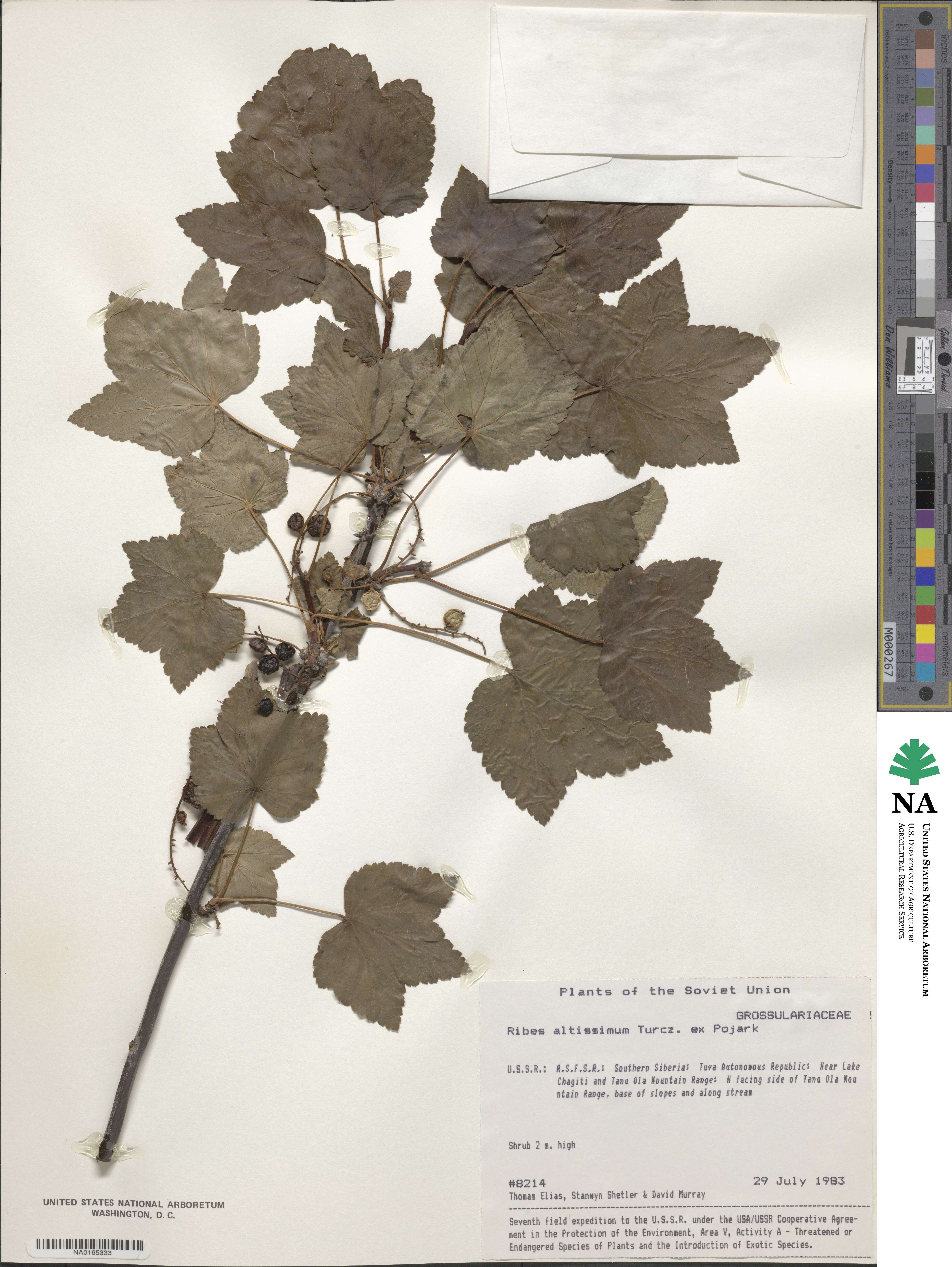 Ribes petraeum image