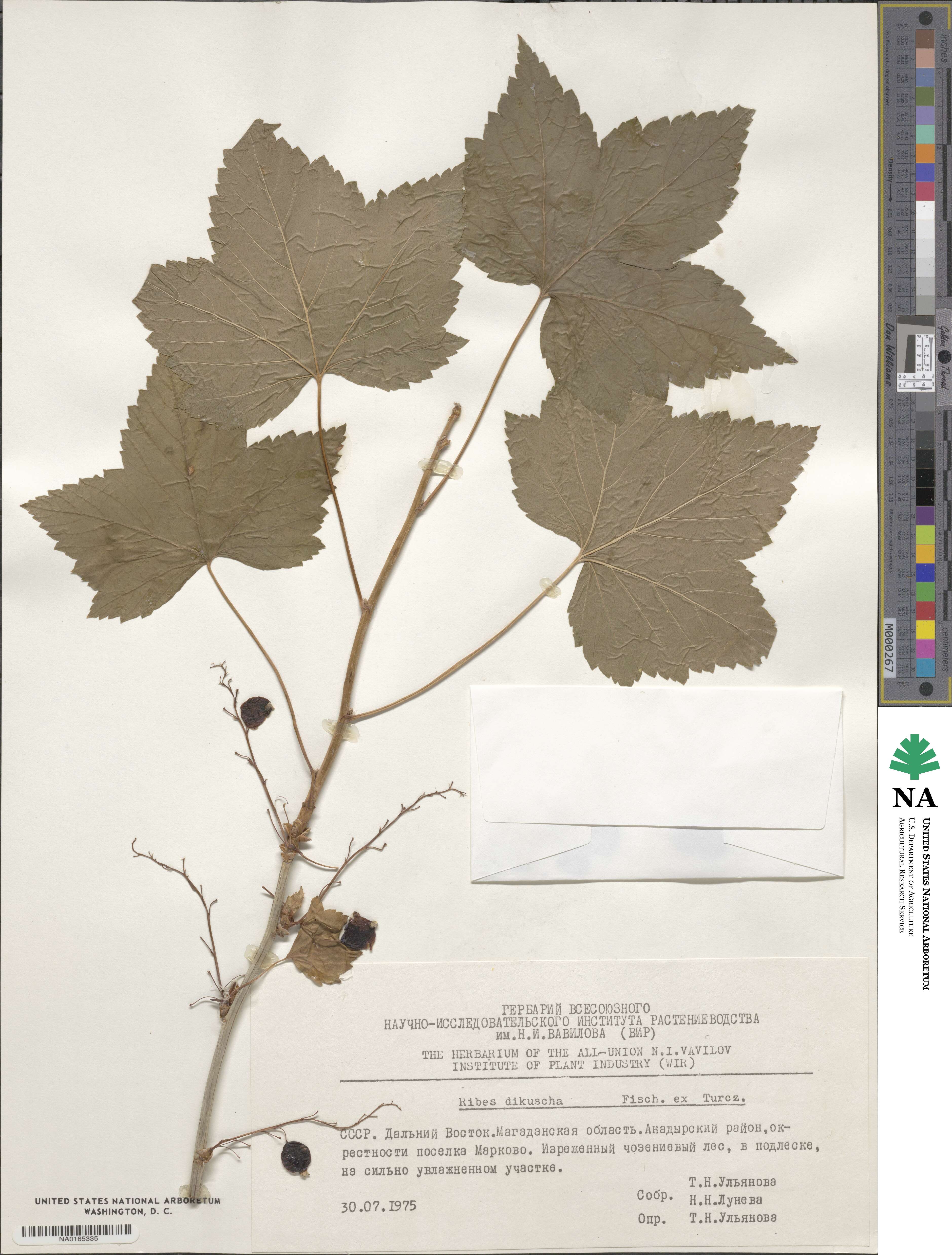 Ribes dikuscha image