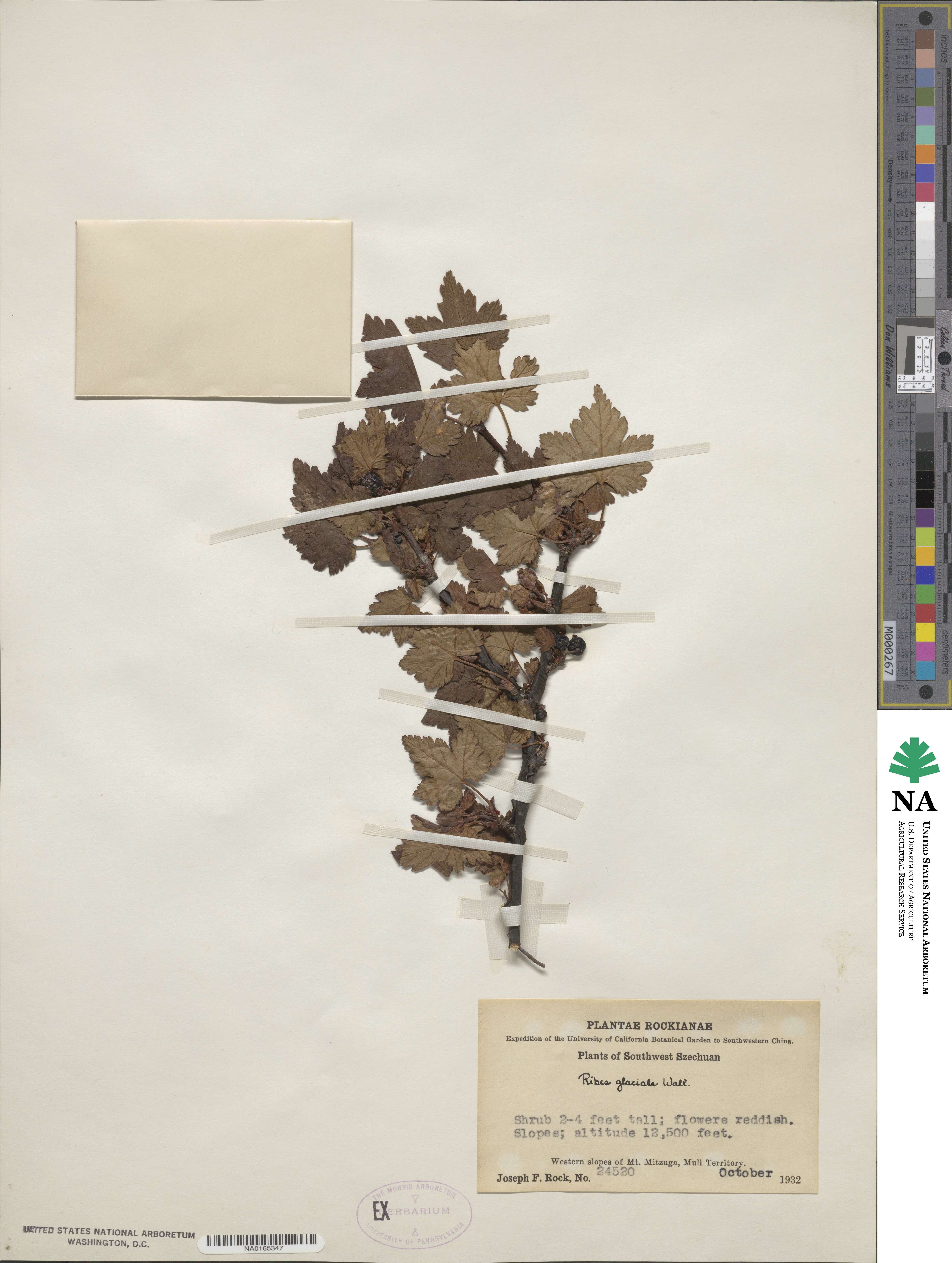 Ribes glaciale image