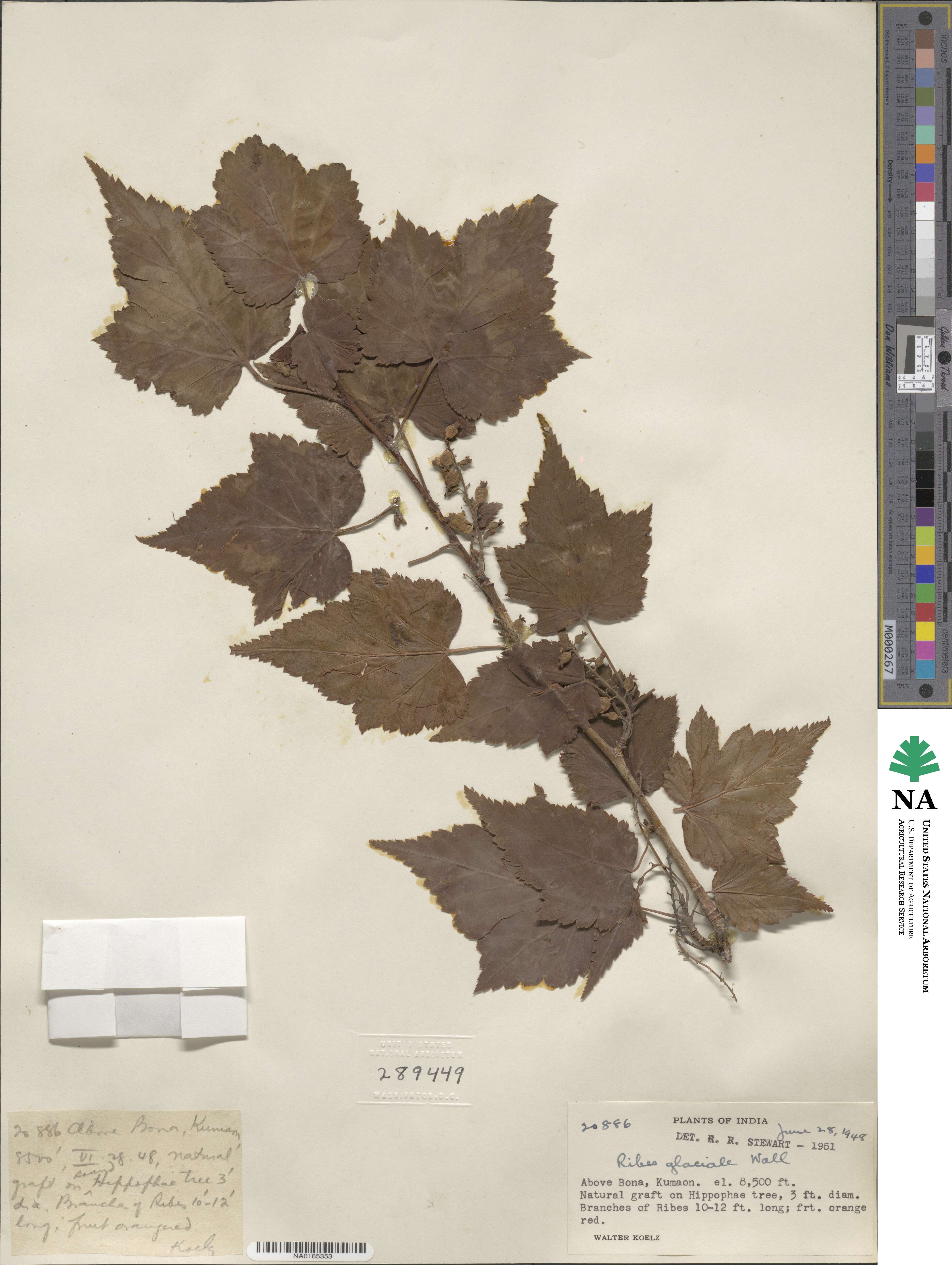 Ribes glaciale image