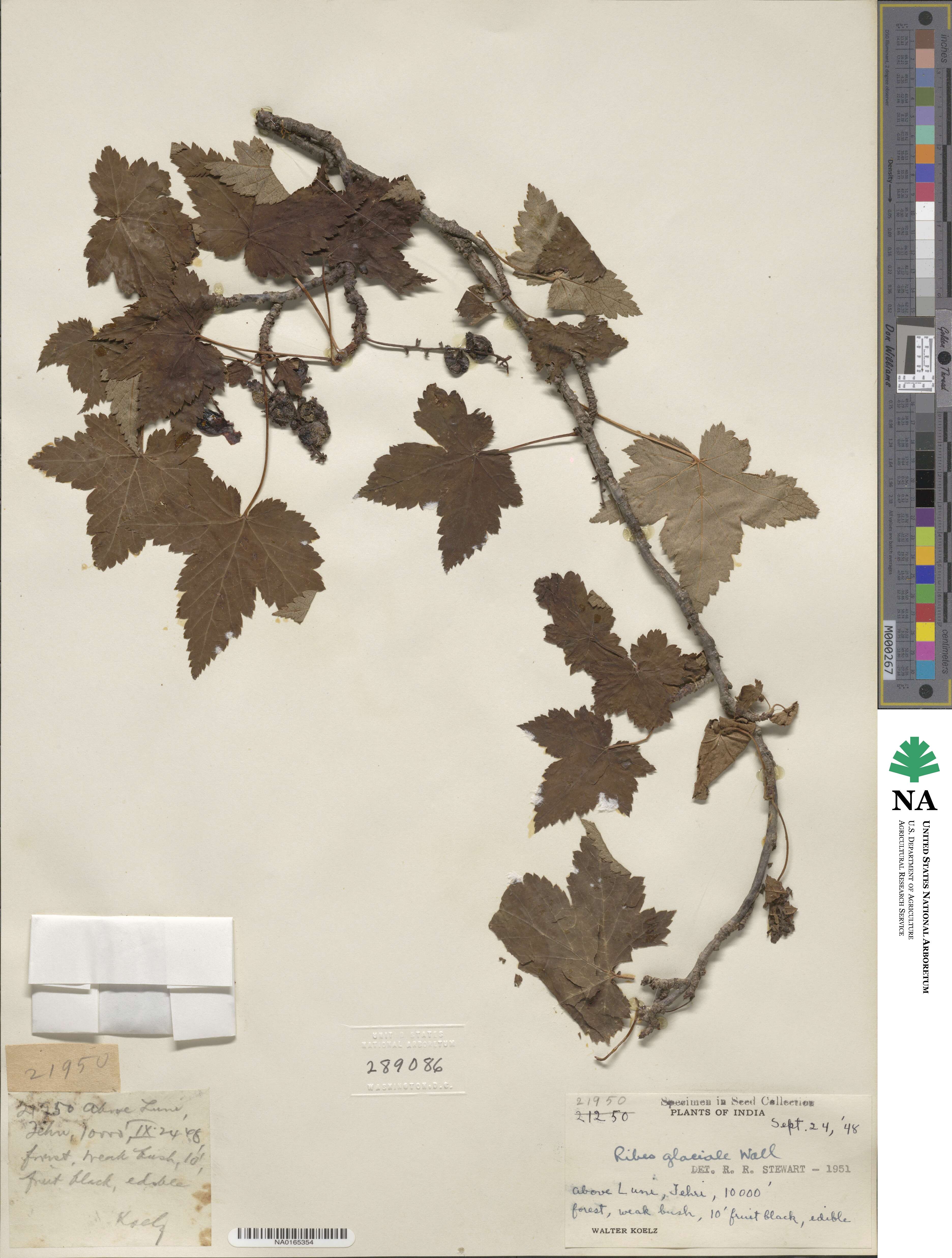 Ribes glaciale image