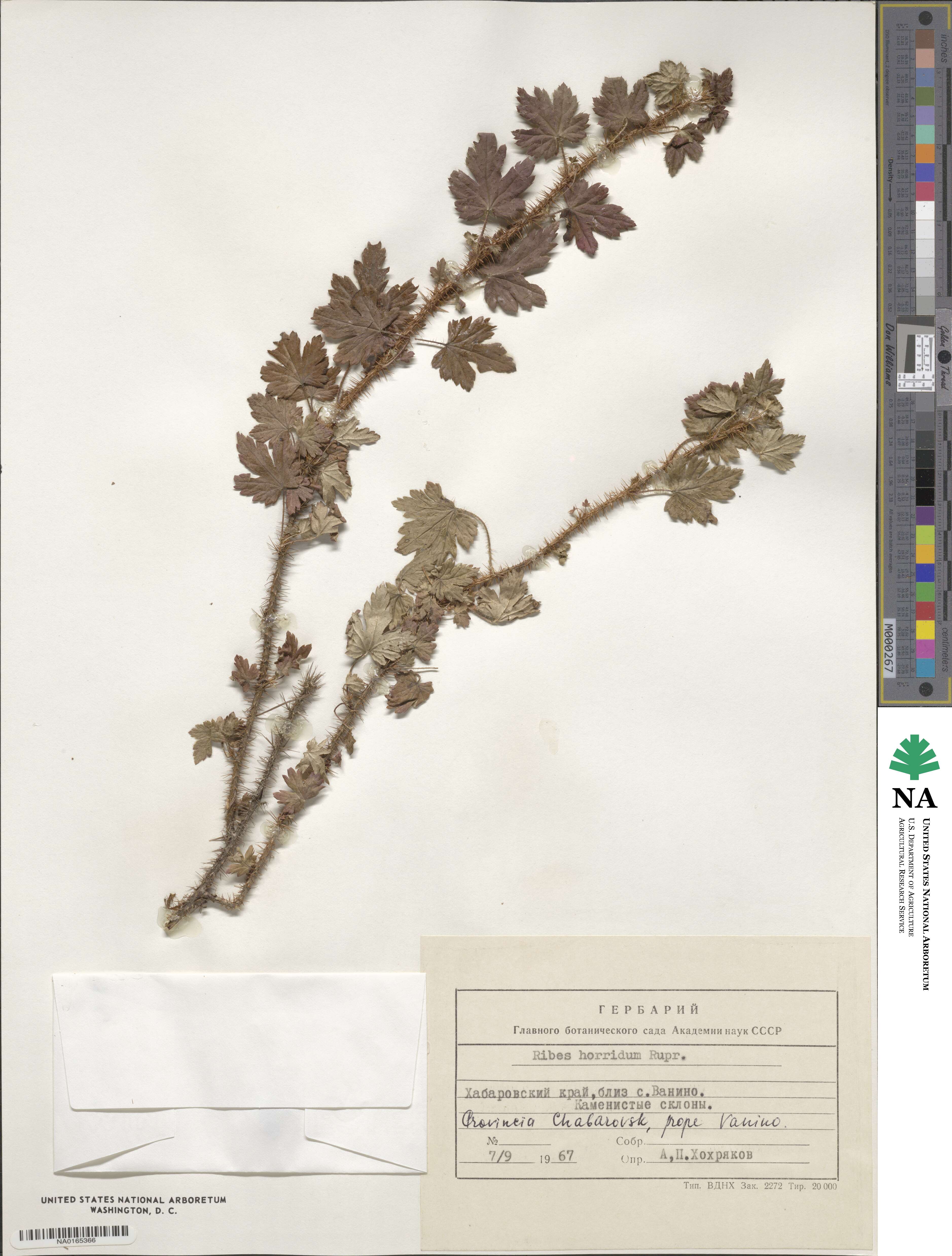 Ribes horridum image