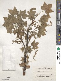 Ribes japonicum image