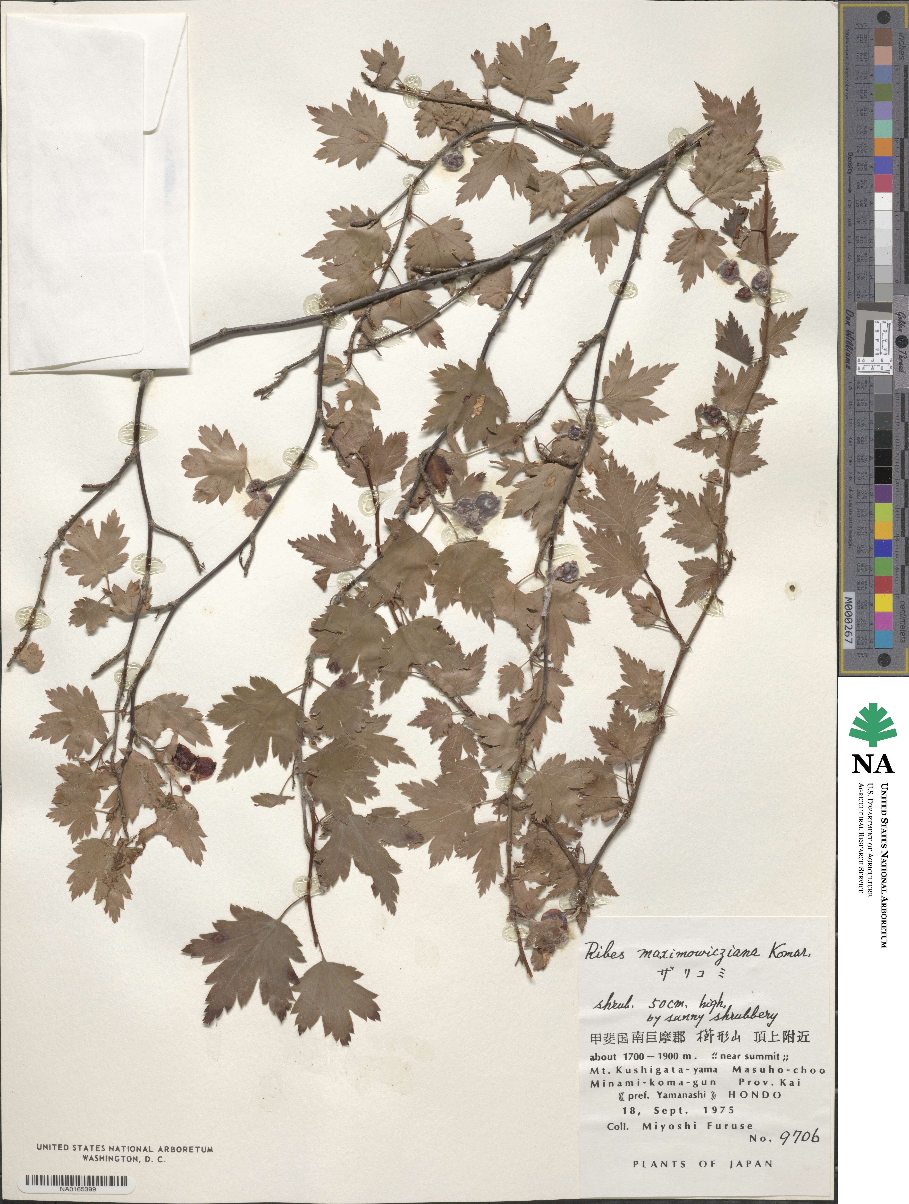 Ribes maximowiczianum image