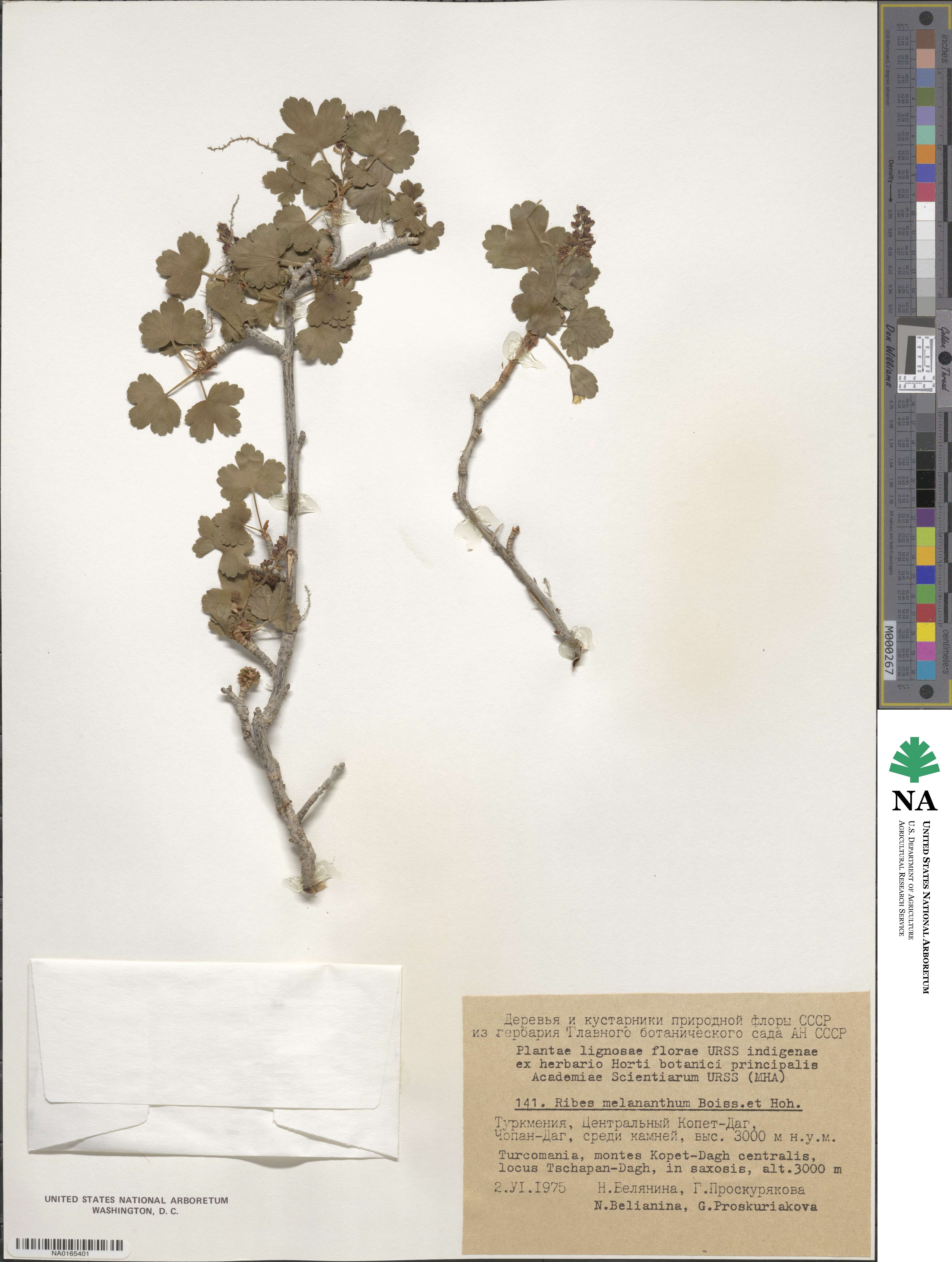 Ribes melananthum image