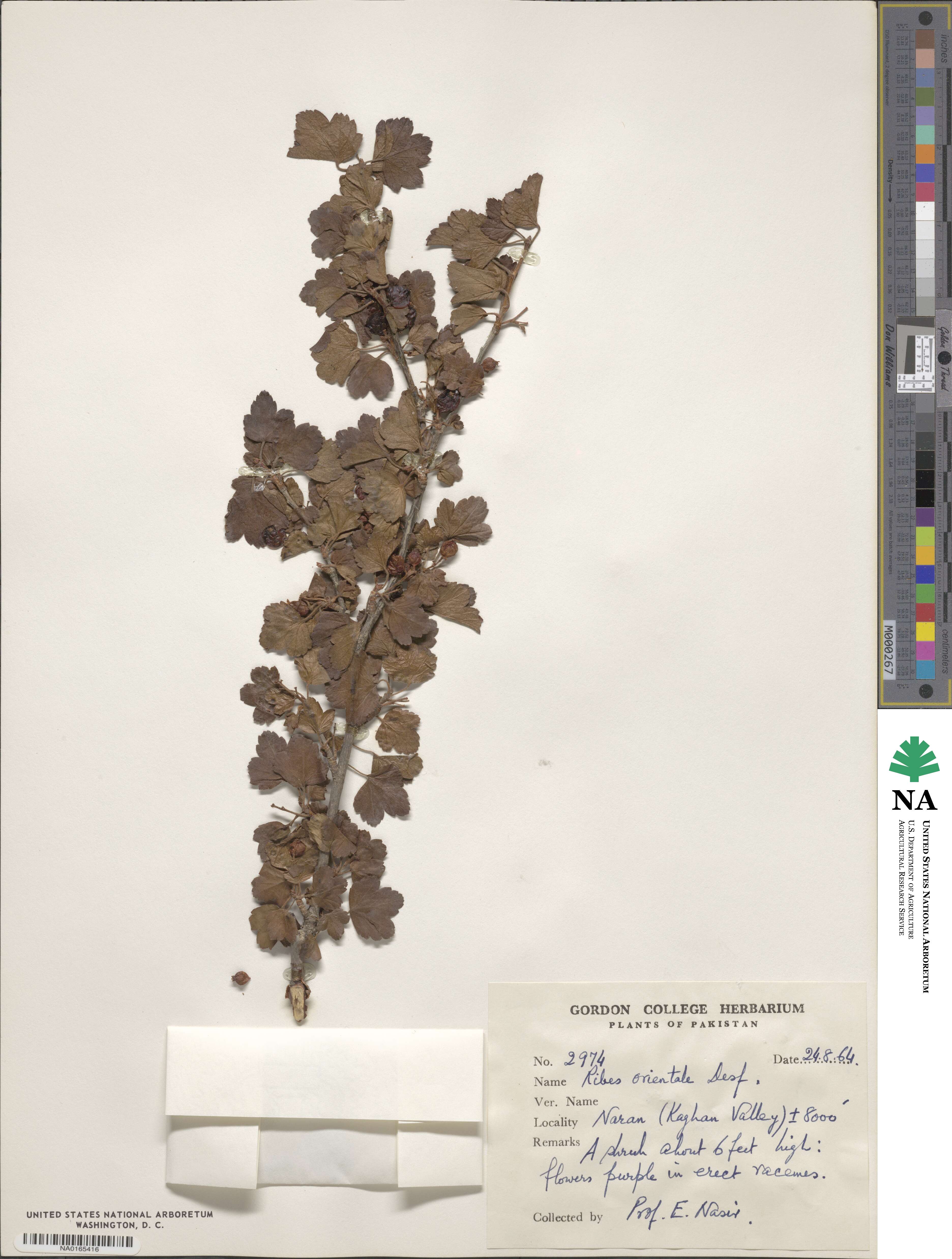 Ribes orientale image