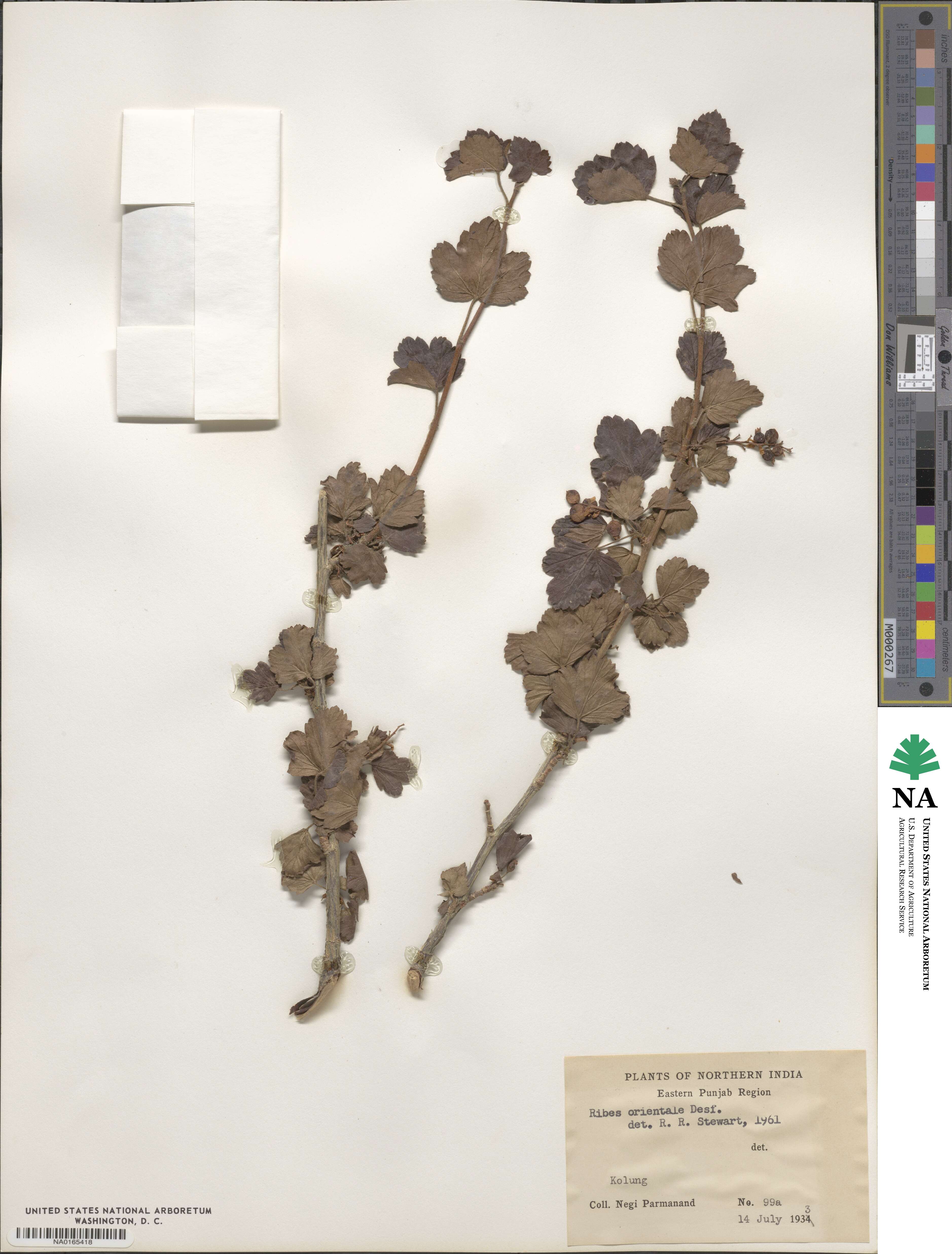 Ribes orientale image