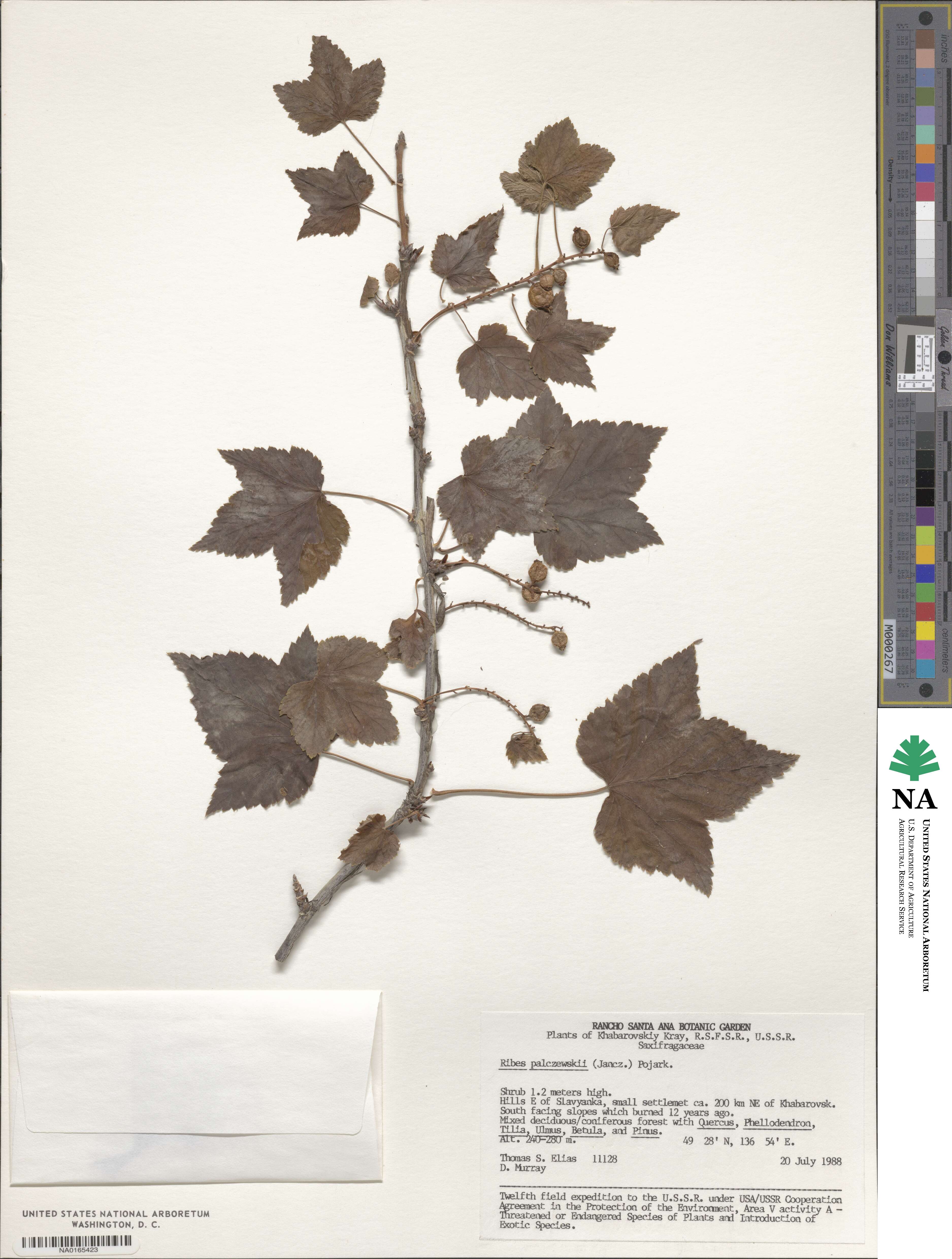 Ribes spicatum subsp. lapponicum image