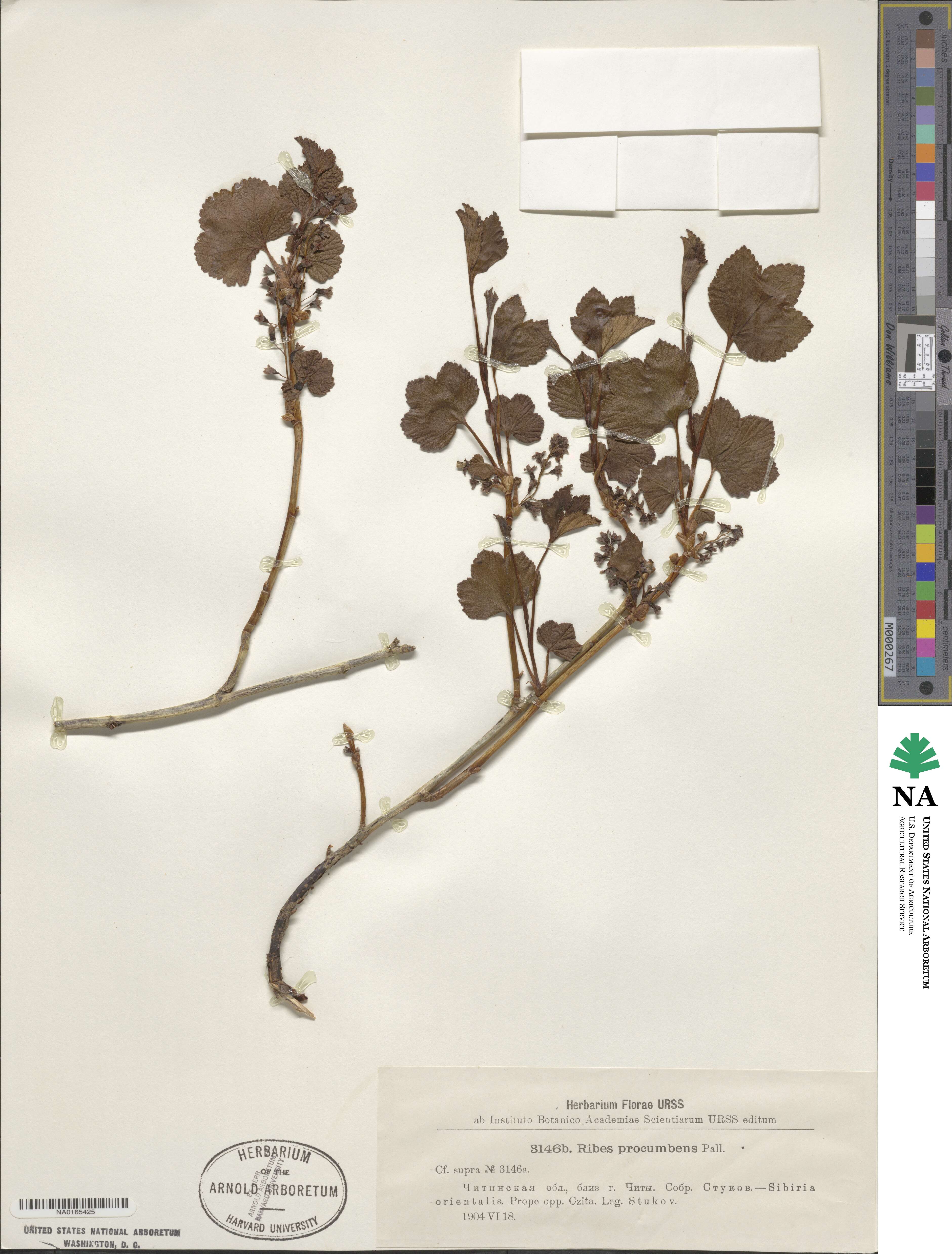 Ribes procumbens image