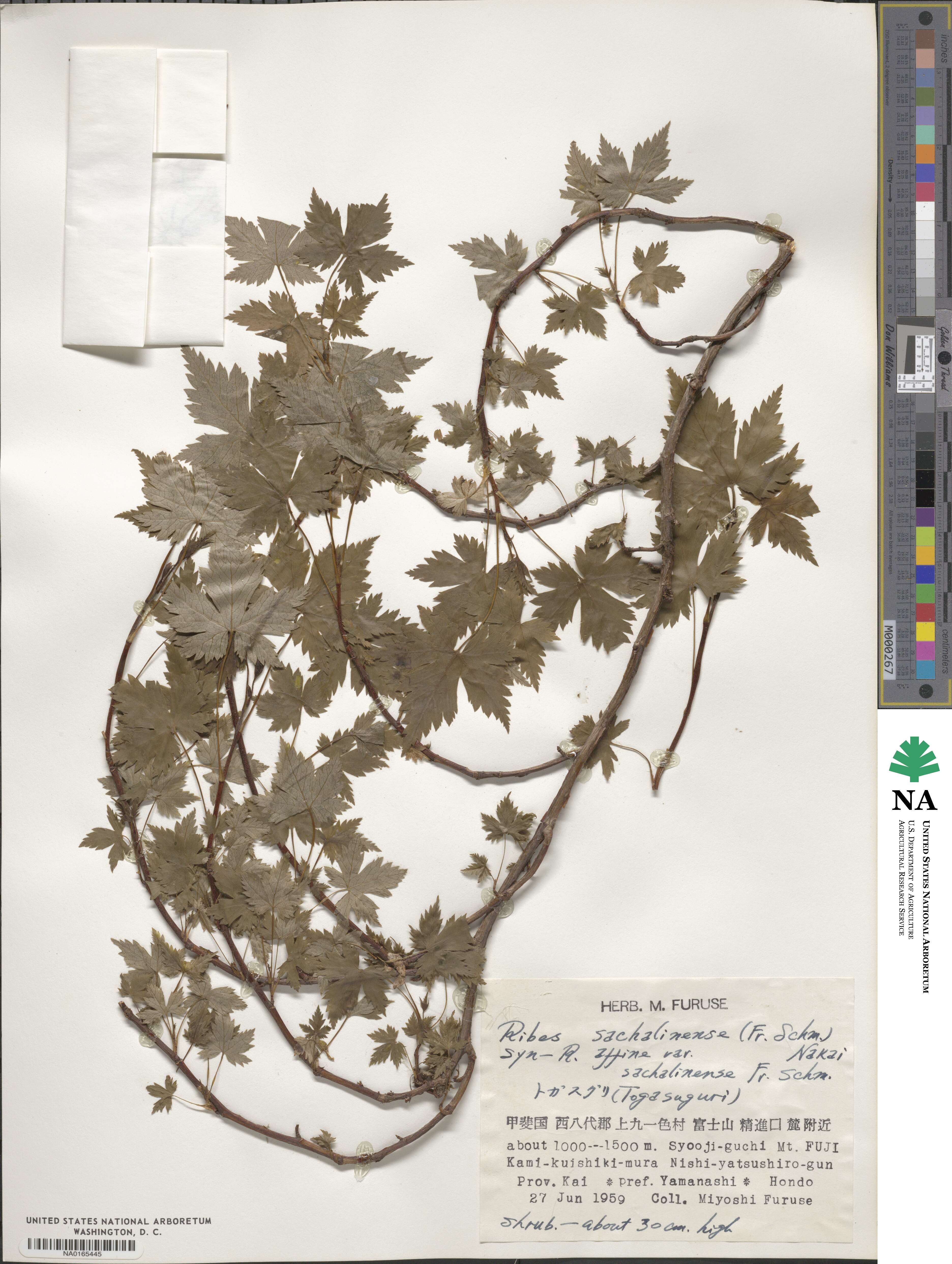 Ribes sachalinense image