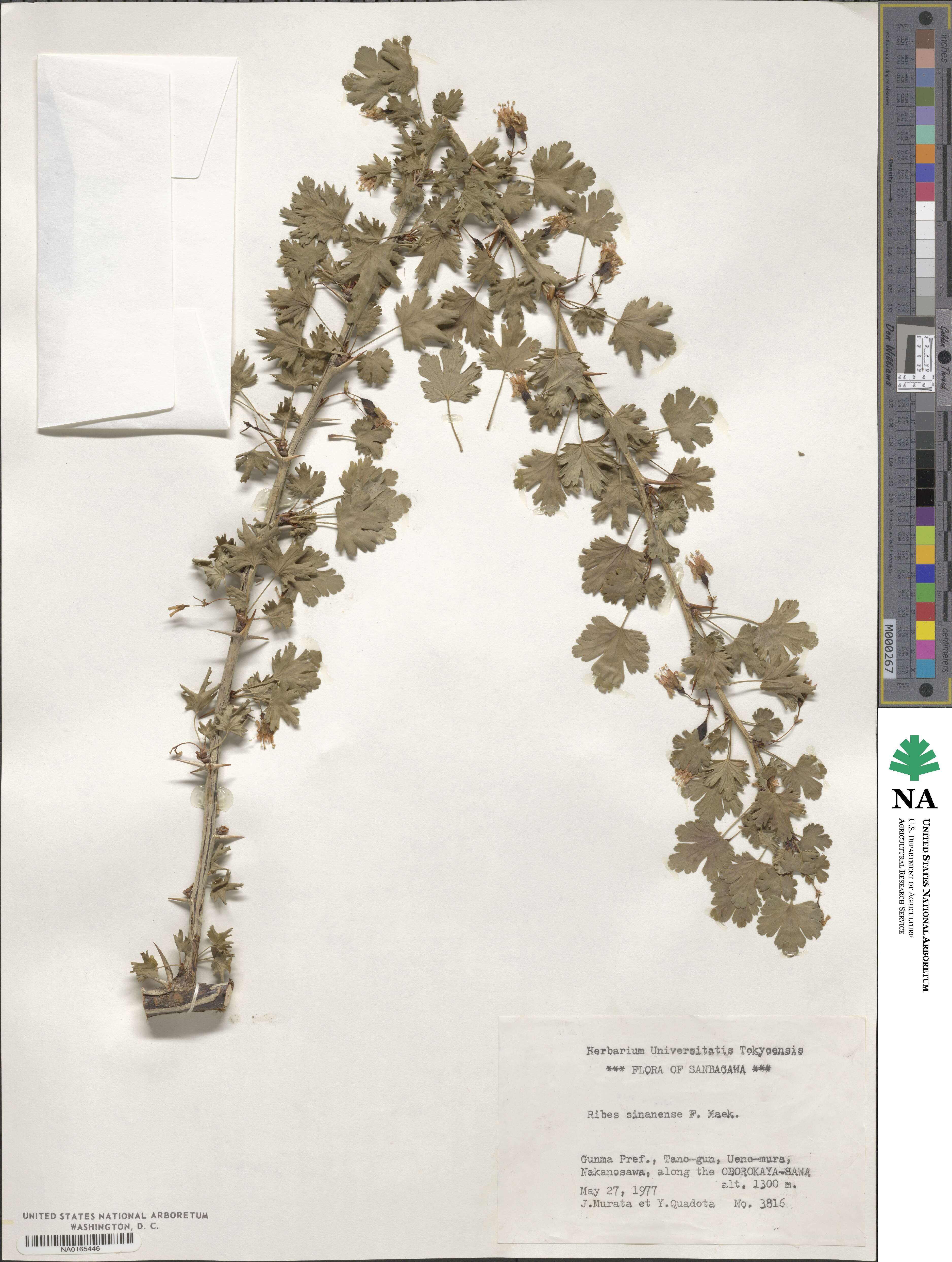 Ribes sinanense image
