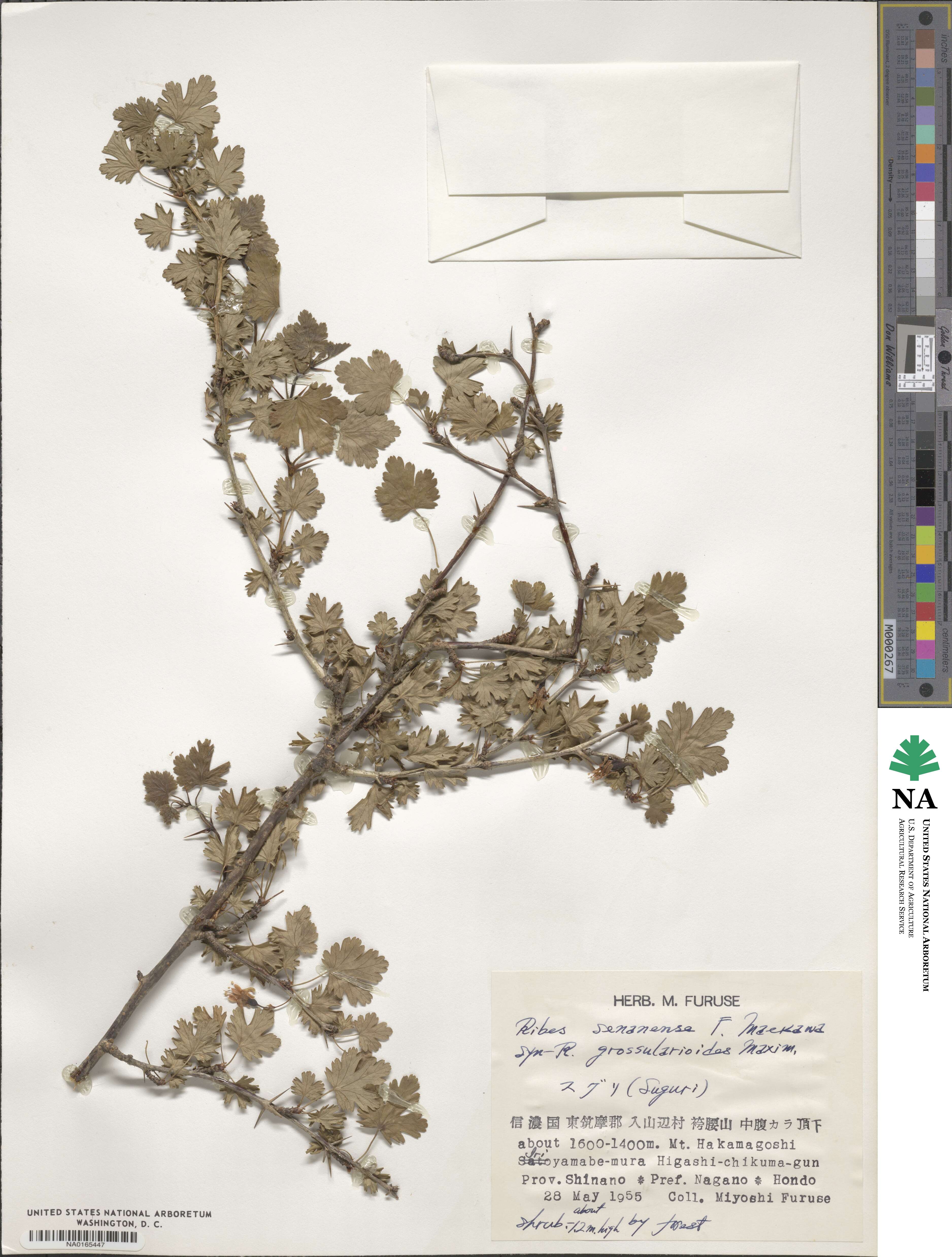 Ribes sinanense image