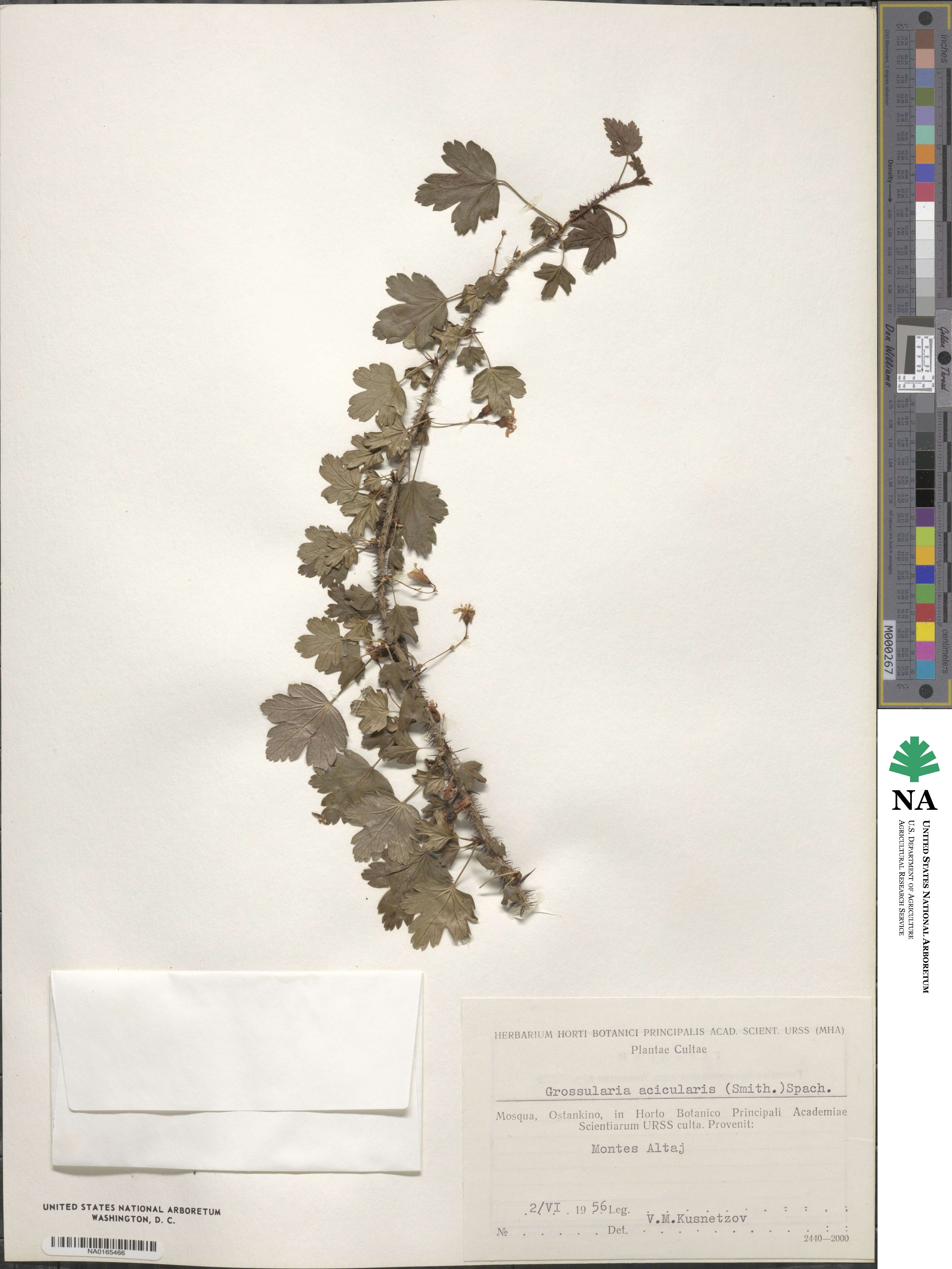 Ribes aciculare image