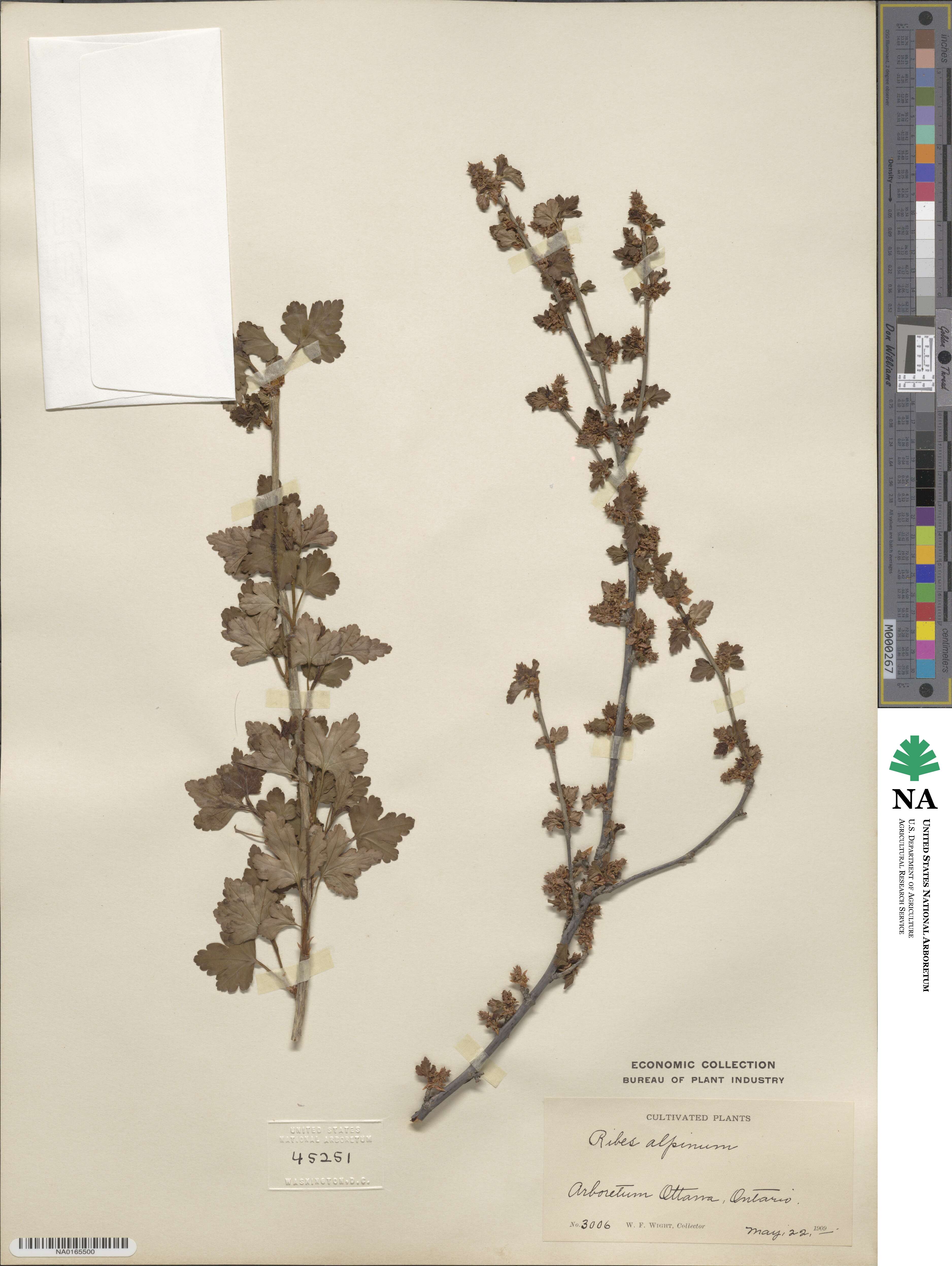 Ribes alpinum image
