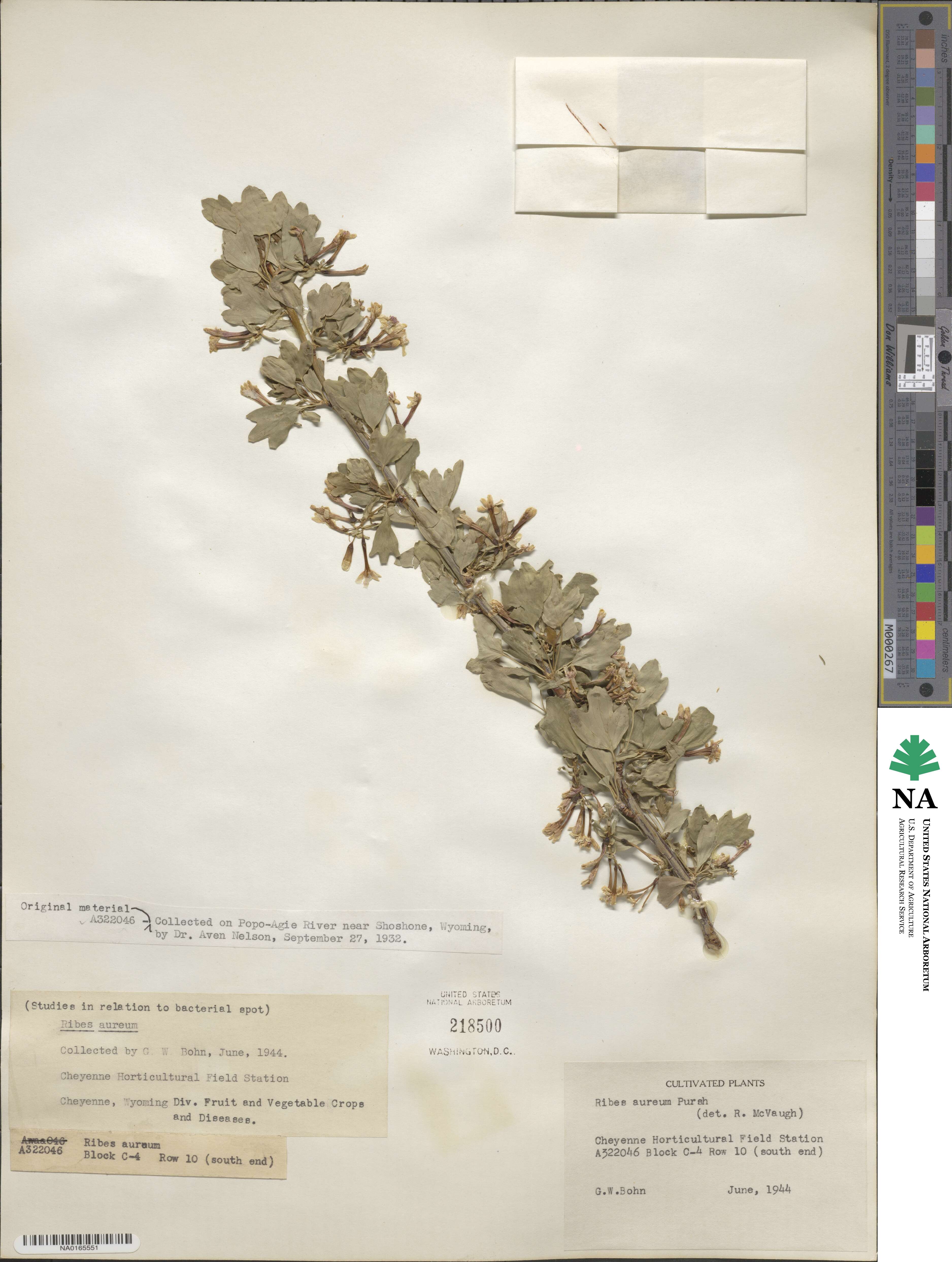 Ribes image