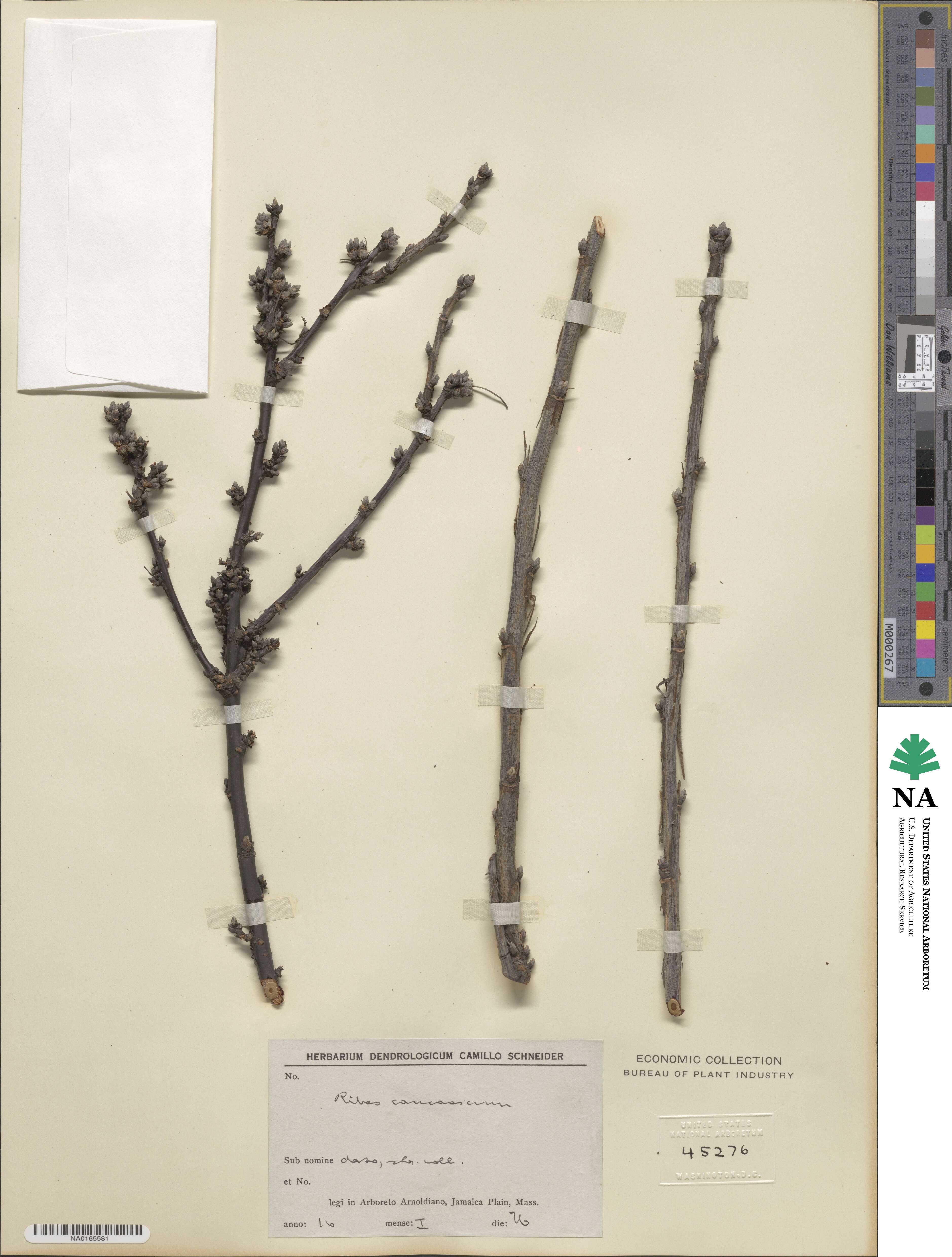Ribes caucasicum image