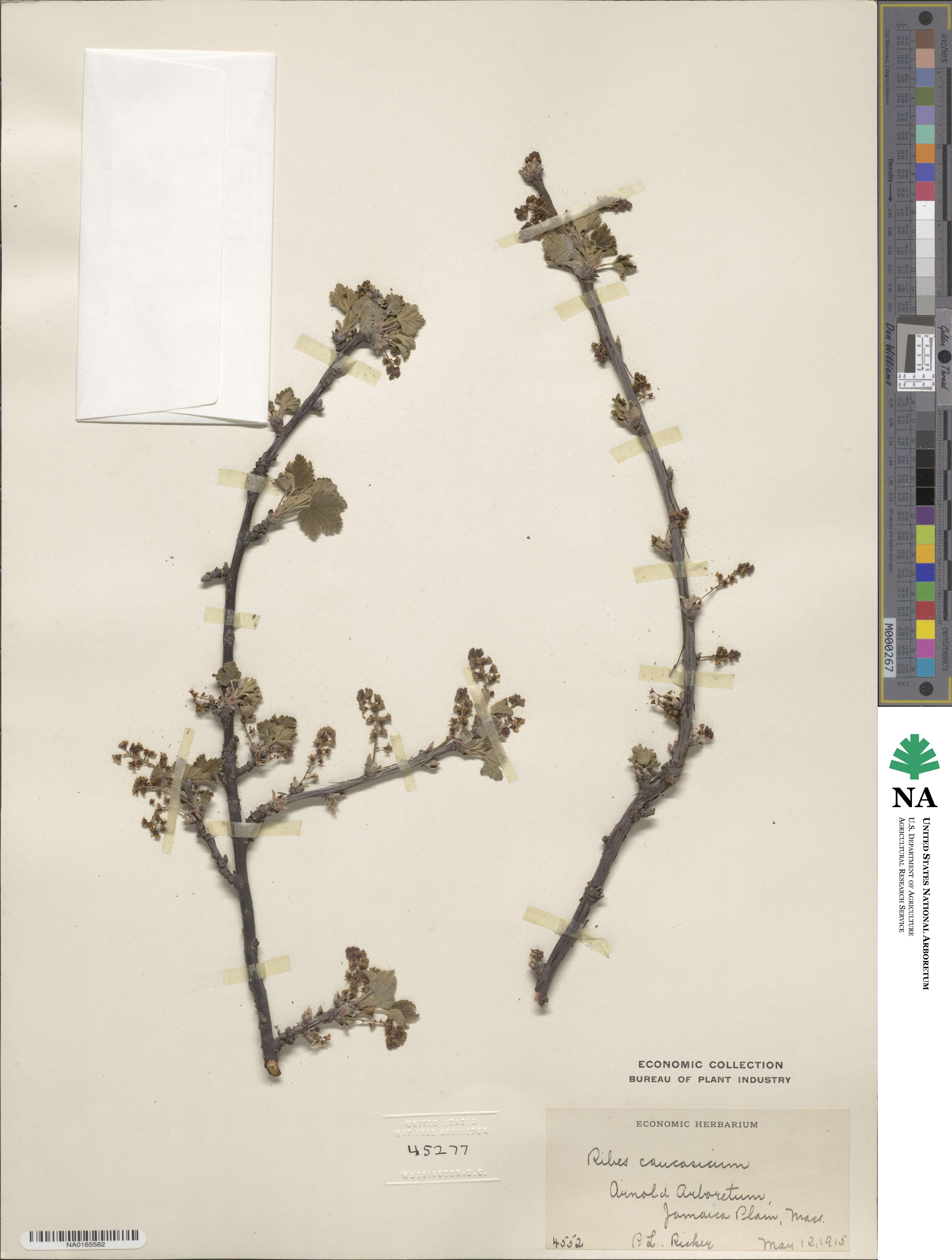 Ribes caucasicum image