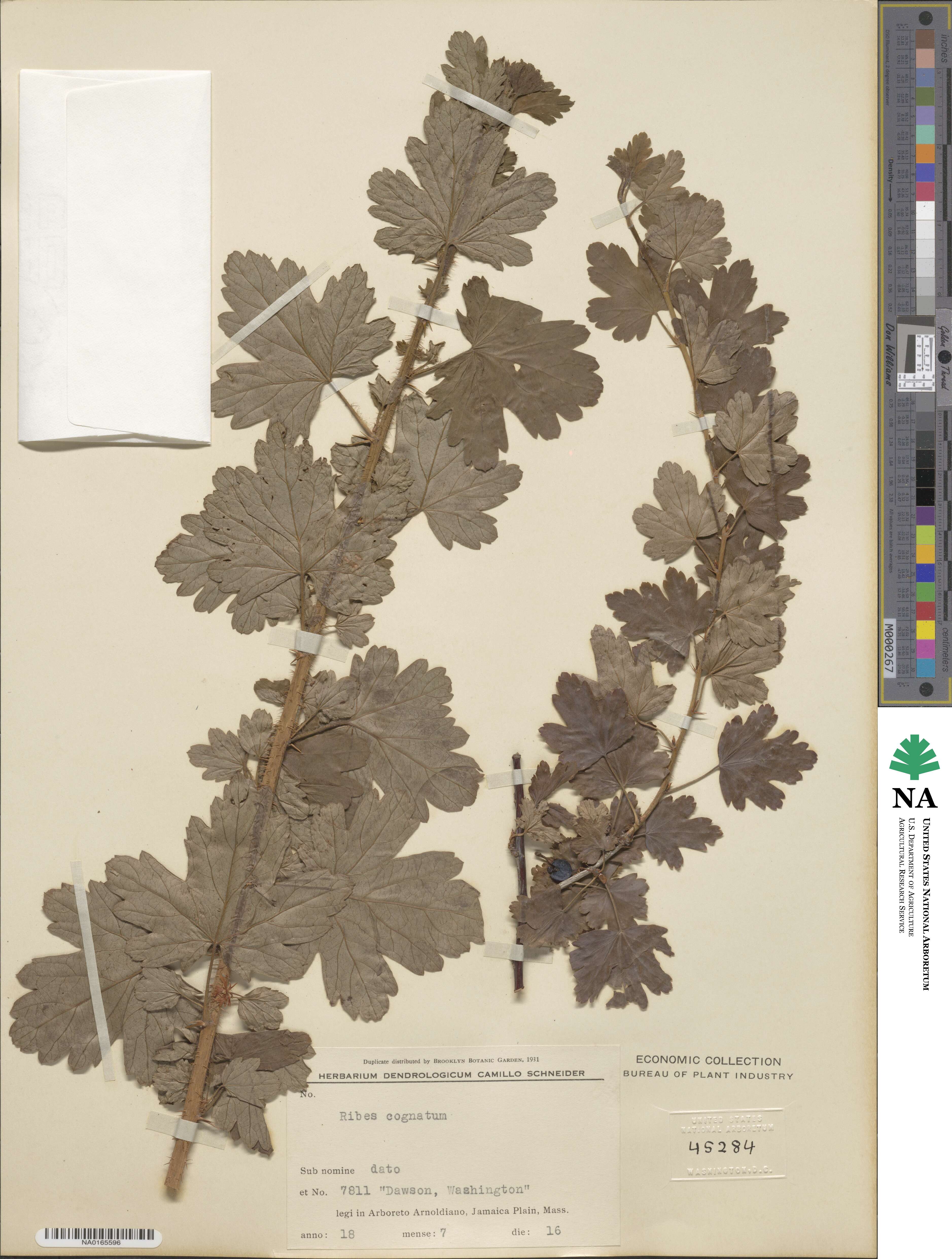 Ribes oxyacanthoides subsp. cognatum image