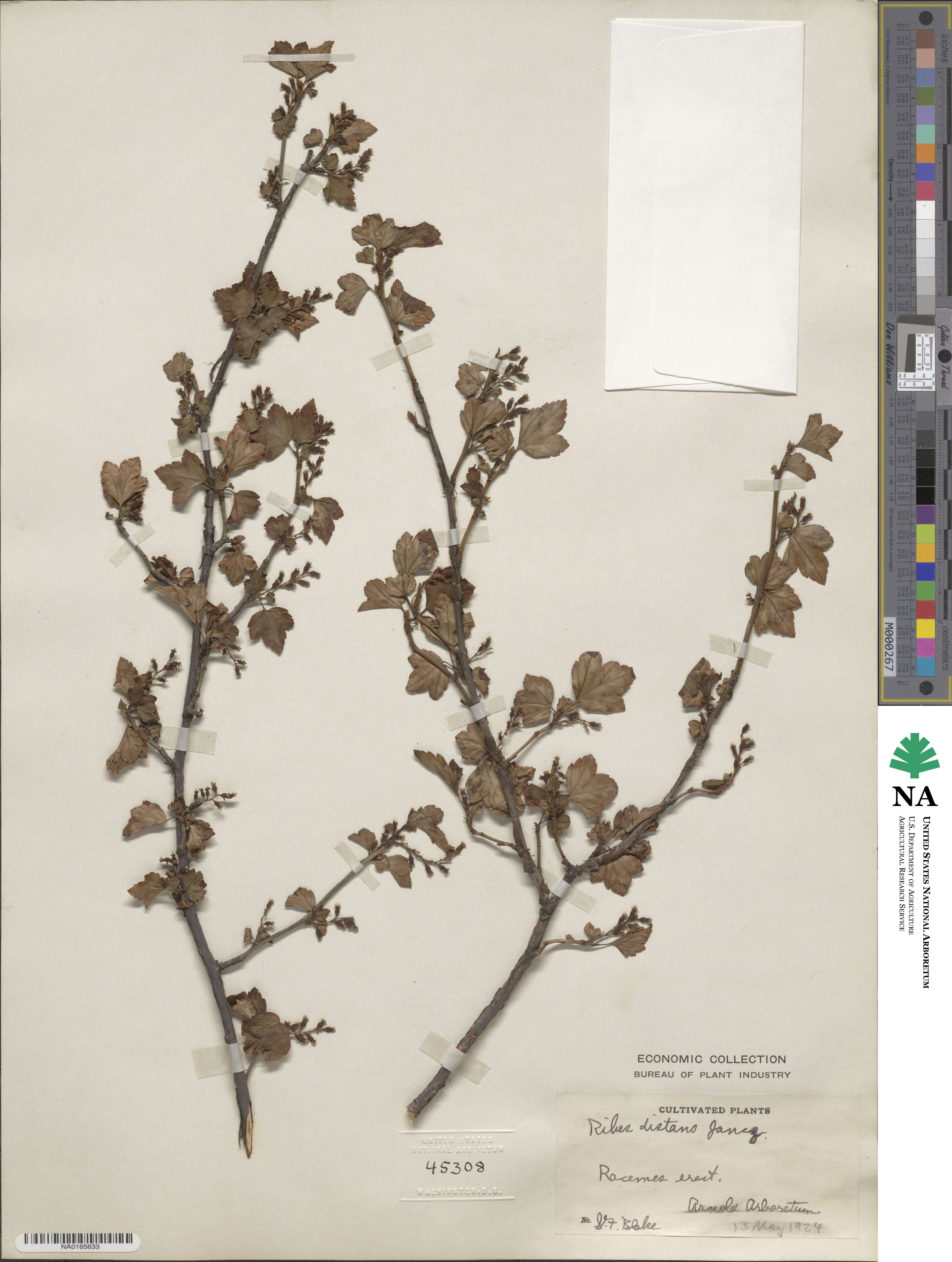 Ribes maximoviczianum image