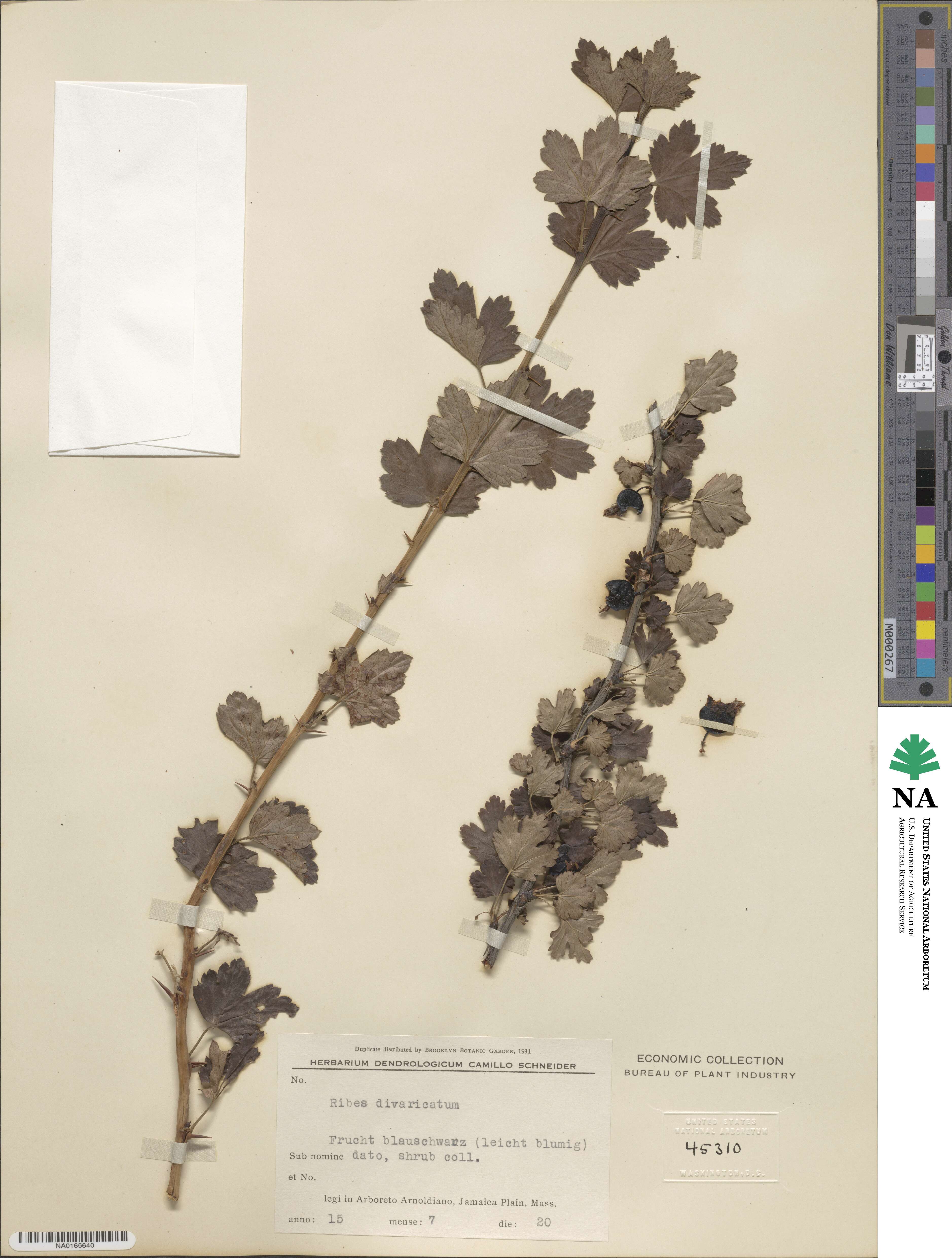 Ribes divaricatum image