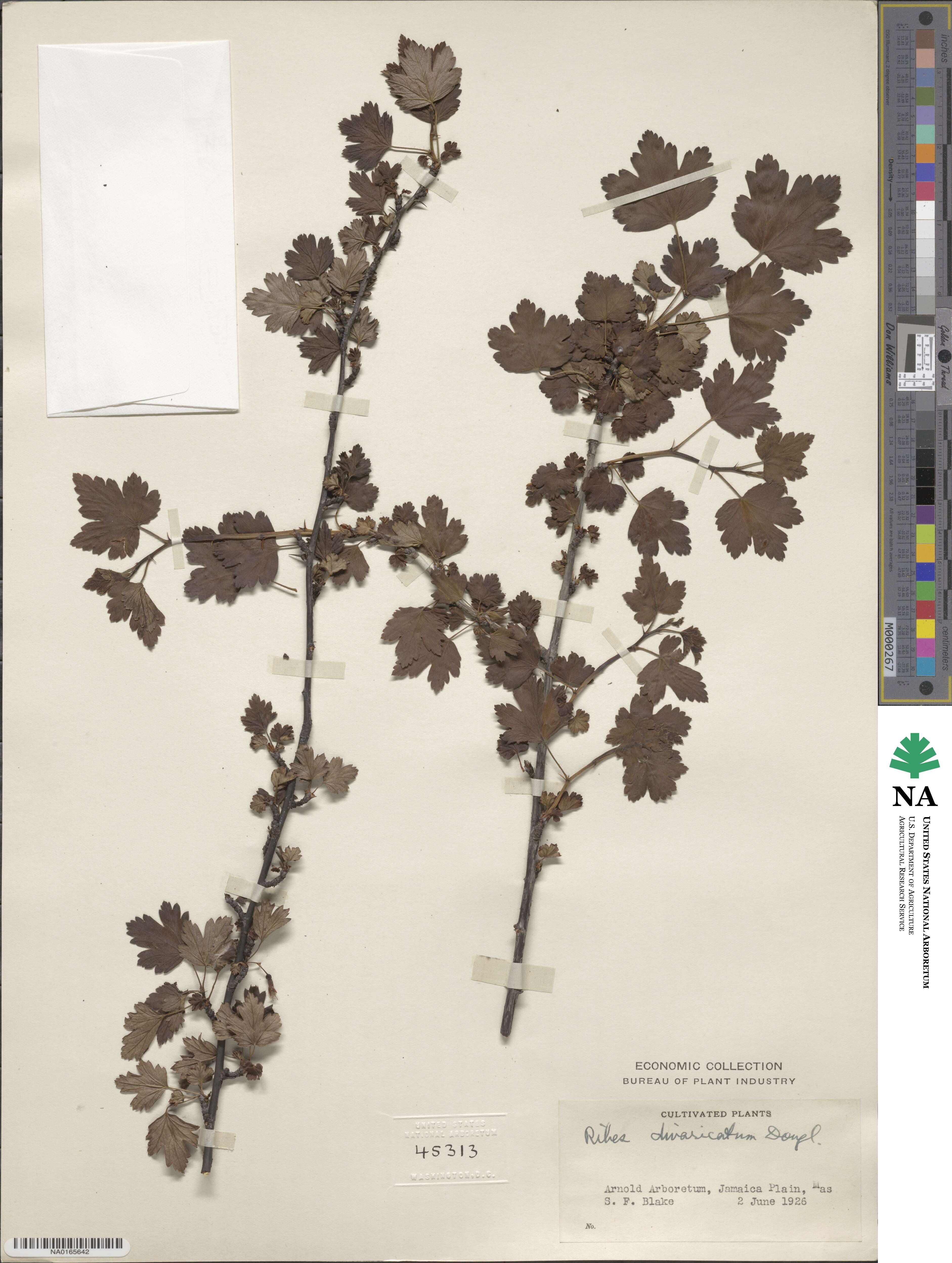 Ribes divaricatum image